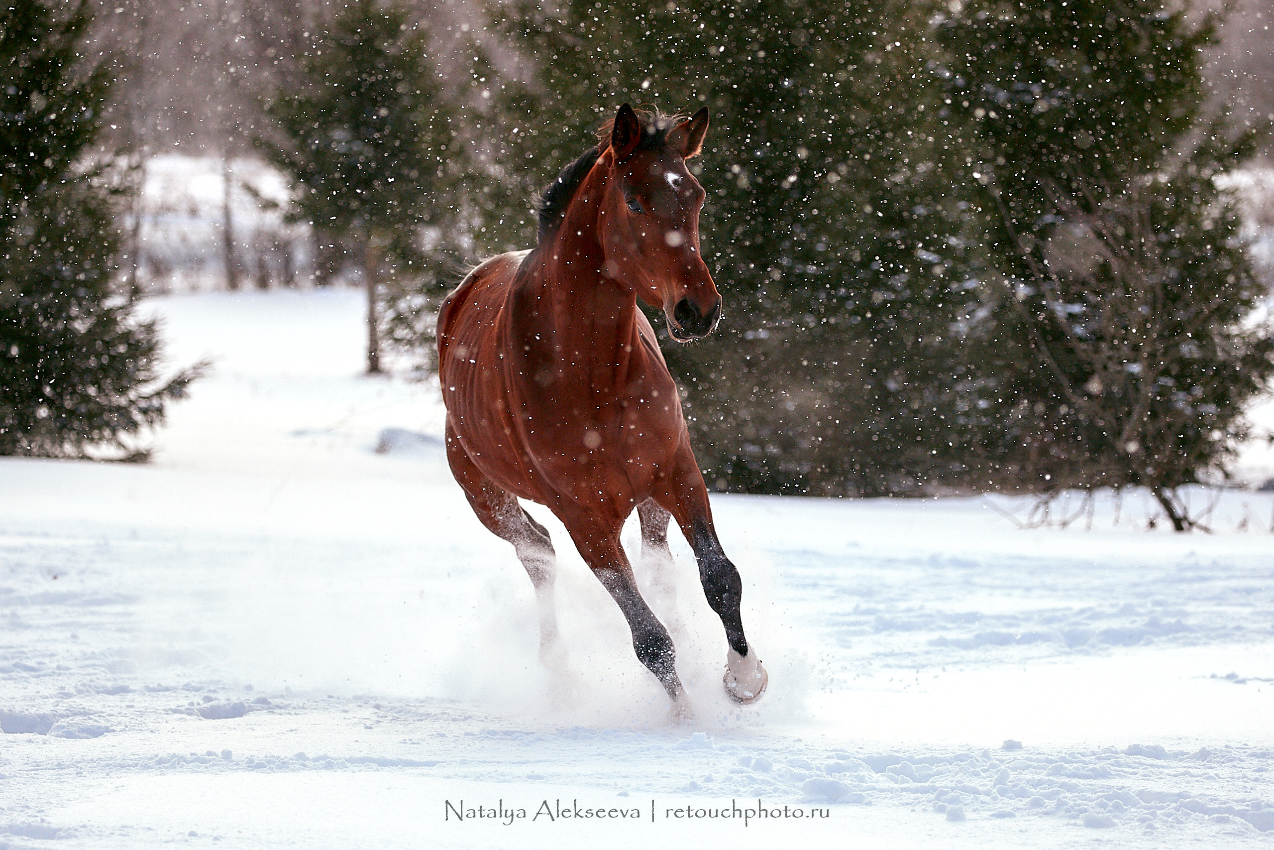 Конный клуб «Гелиос». Репортажный фотограф и ретушер в Москве Наталья Алексеева