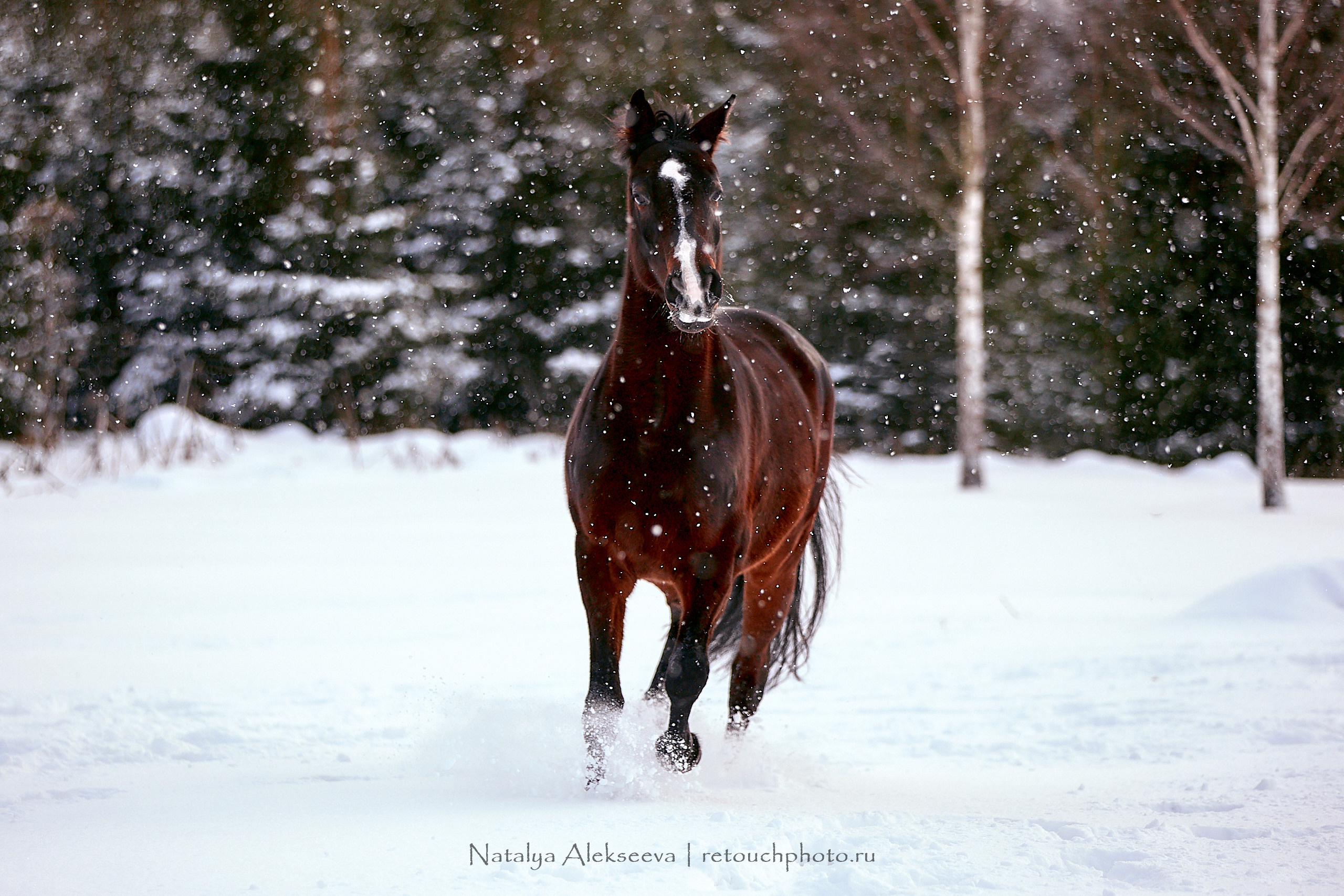 Конный клуб «Гелиос». Репортажный фотограф и ретушер в Москве Наталья Алексеева