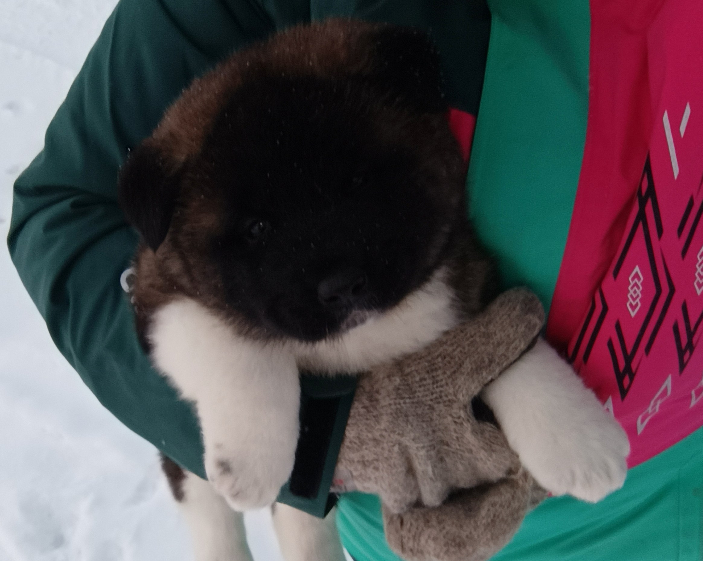 Американская акита  щенки питомник Санкт-Петербург клубные щенки Американская акита питомник RUBYLIGHT Рубилайт купить щенка американской акиты