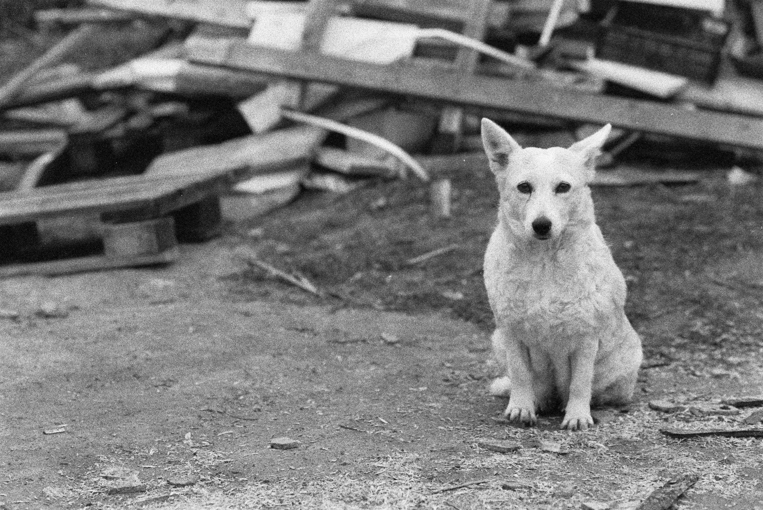Ilford 3200. Фотограф Игорь Гуменников Удмуртия Шаркан