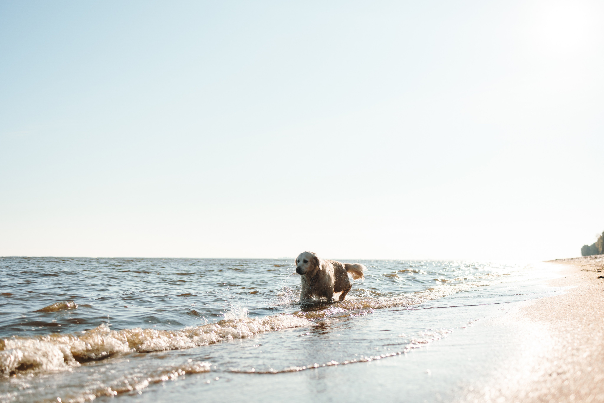 Катя и ее девочки. Фотограф — Анималист | Санкт-Петербург