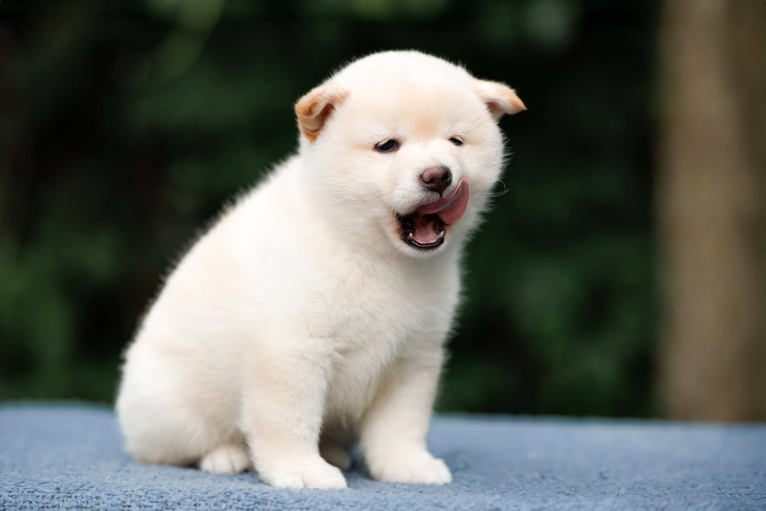 Портфолио: Фотосъёмка щенков в Москве и области — трогательные моменты. Фотограф-анималист и бренд-фотограф в Москве | Фотография собак, людей, бизнес-портрет