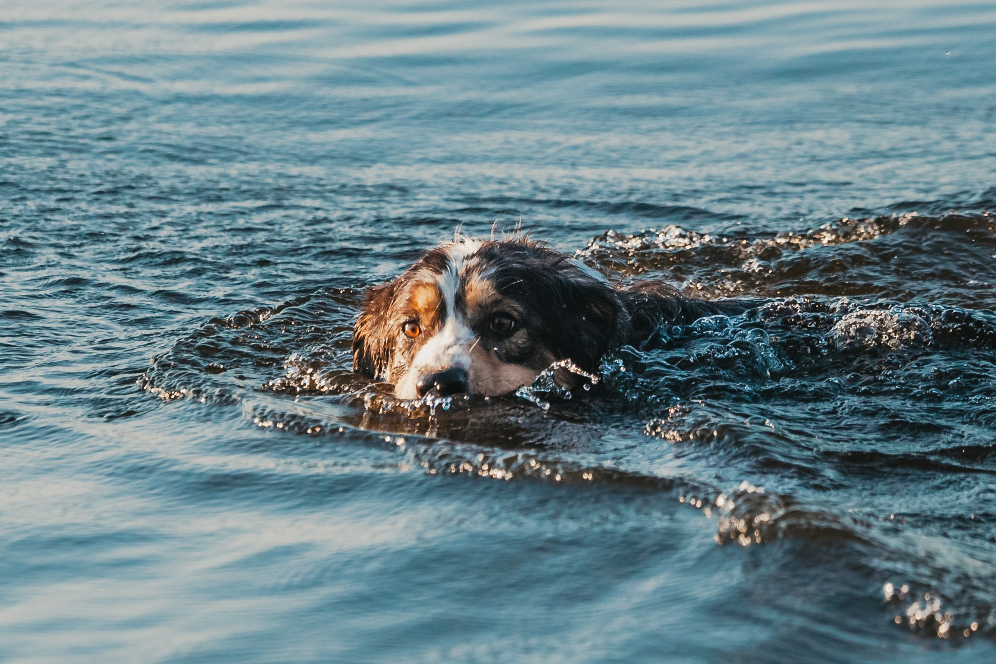 Фотопрогулка в Ленобласти. Фотограф-анималист Татьяна Степанова