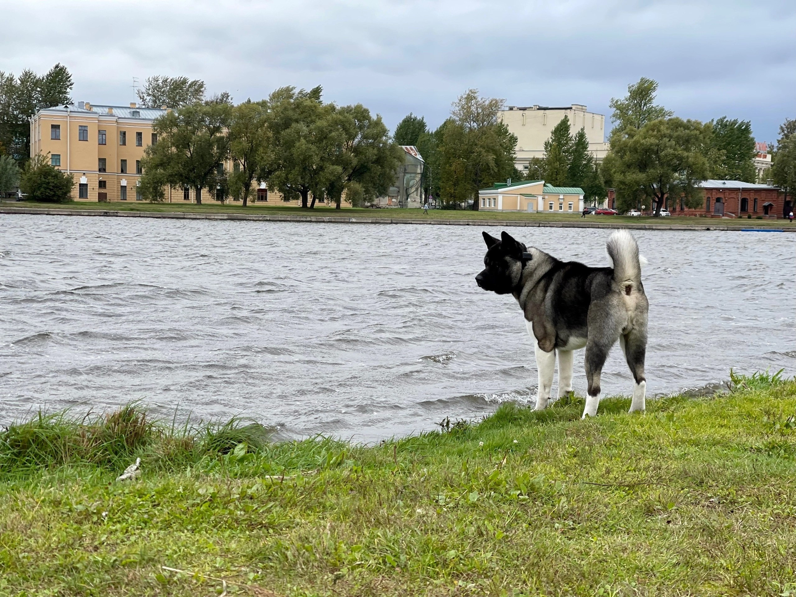 RUBYLIGHT Kamillus. AMERICAN AKITA RUBYLIGHT KENNEL I SHIBA-INU