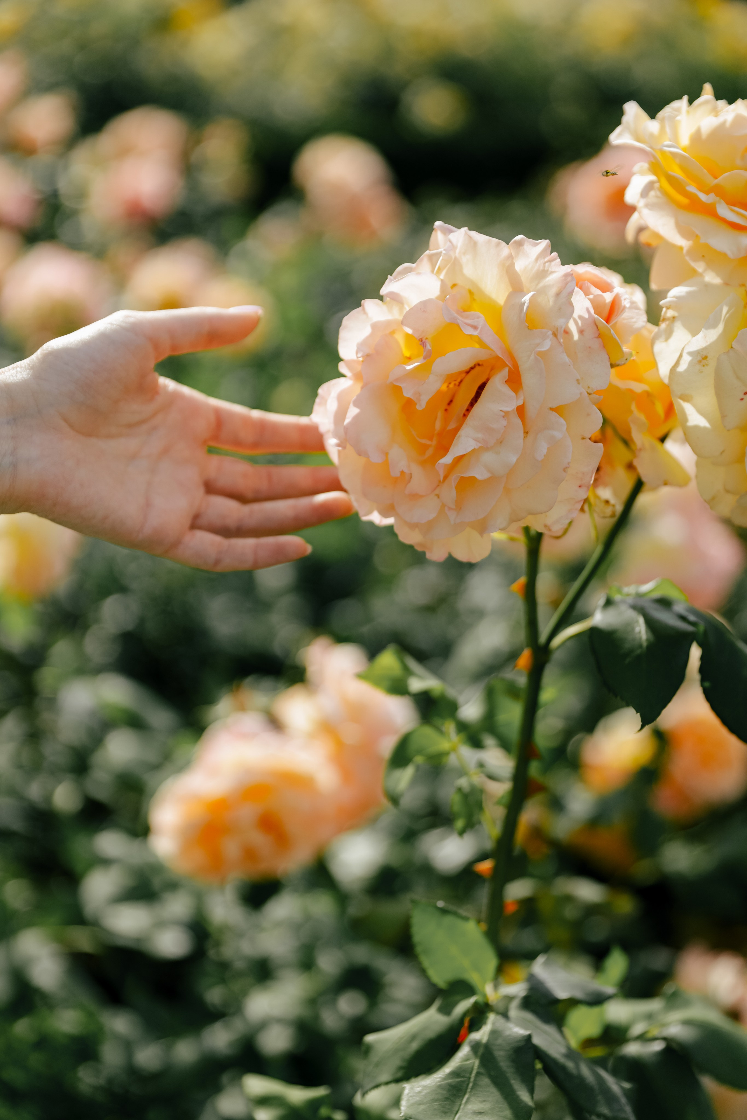 Любить не перелюбить. Свадебный и семейный фотограф в Варшаве