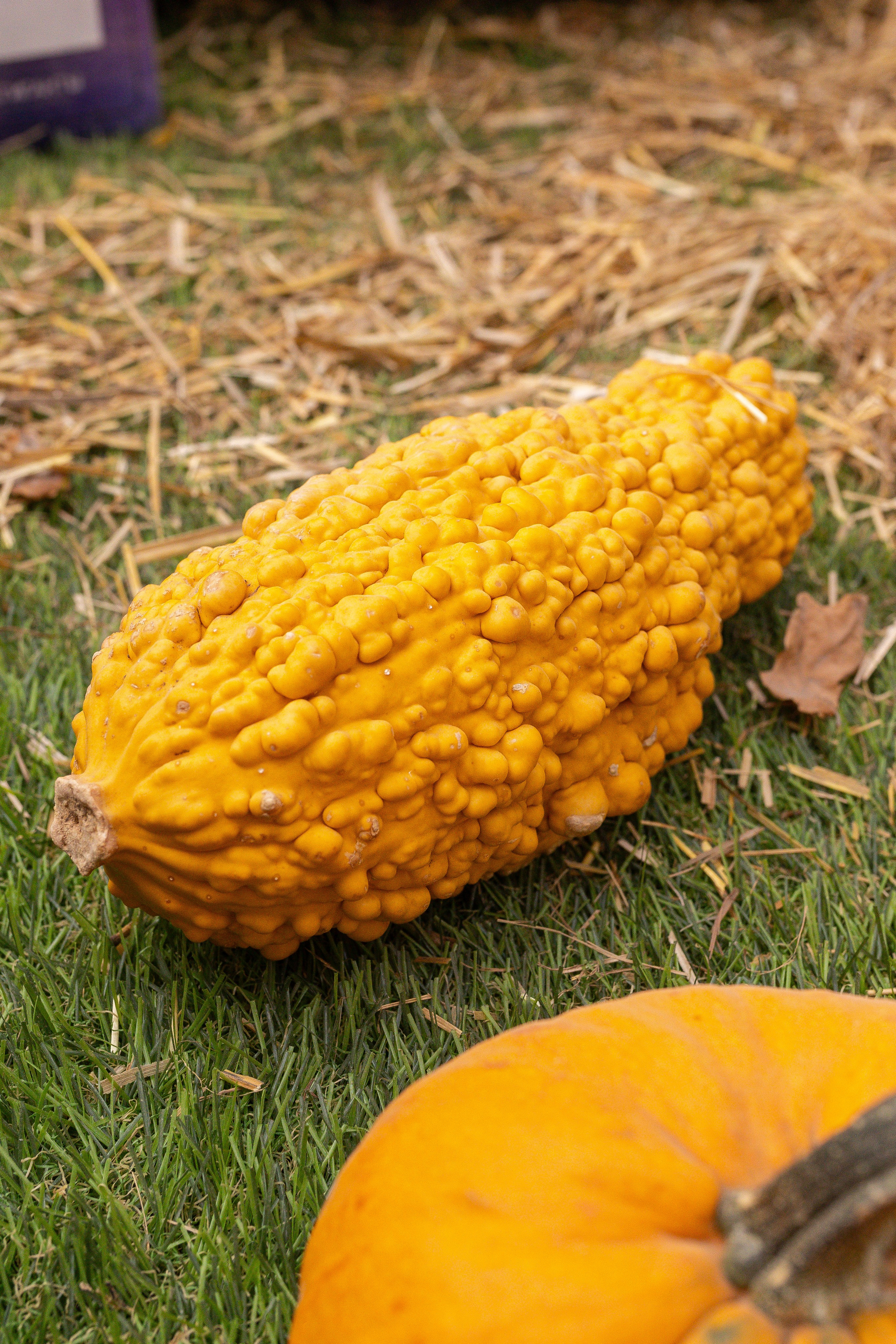 Овощи-гиганты. Александра Куликова фотограф, Москва