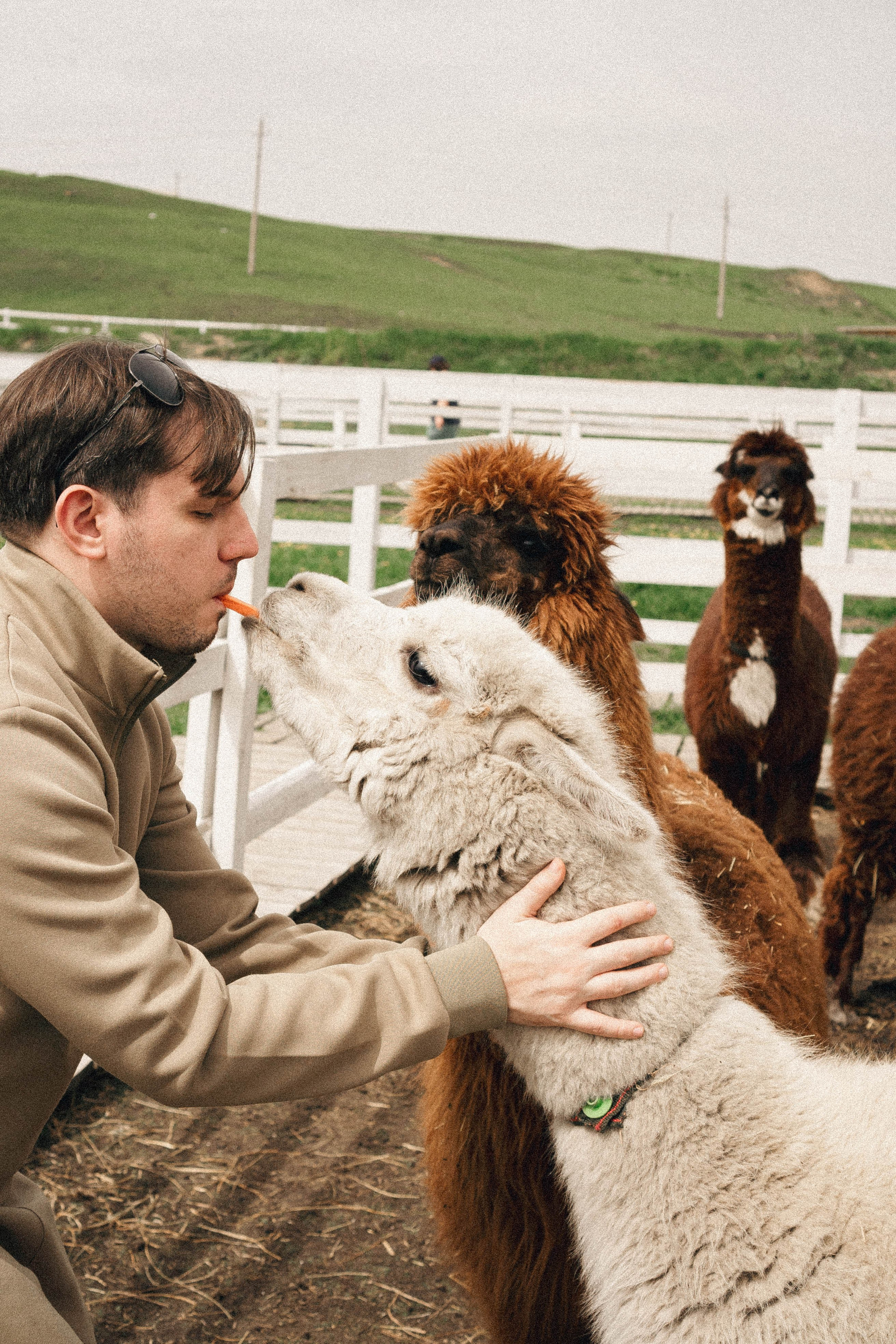 Ферма Альпак. Профессиональный фотограф, Санкт-Петербург — Виктория Богомолова