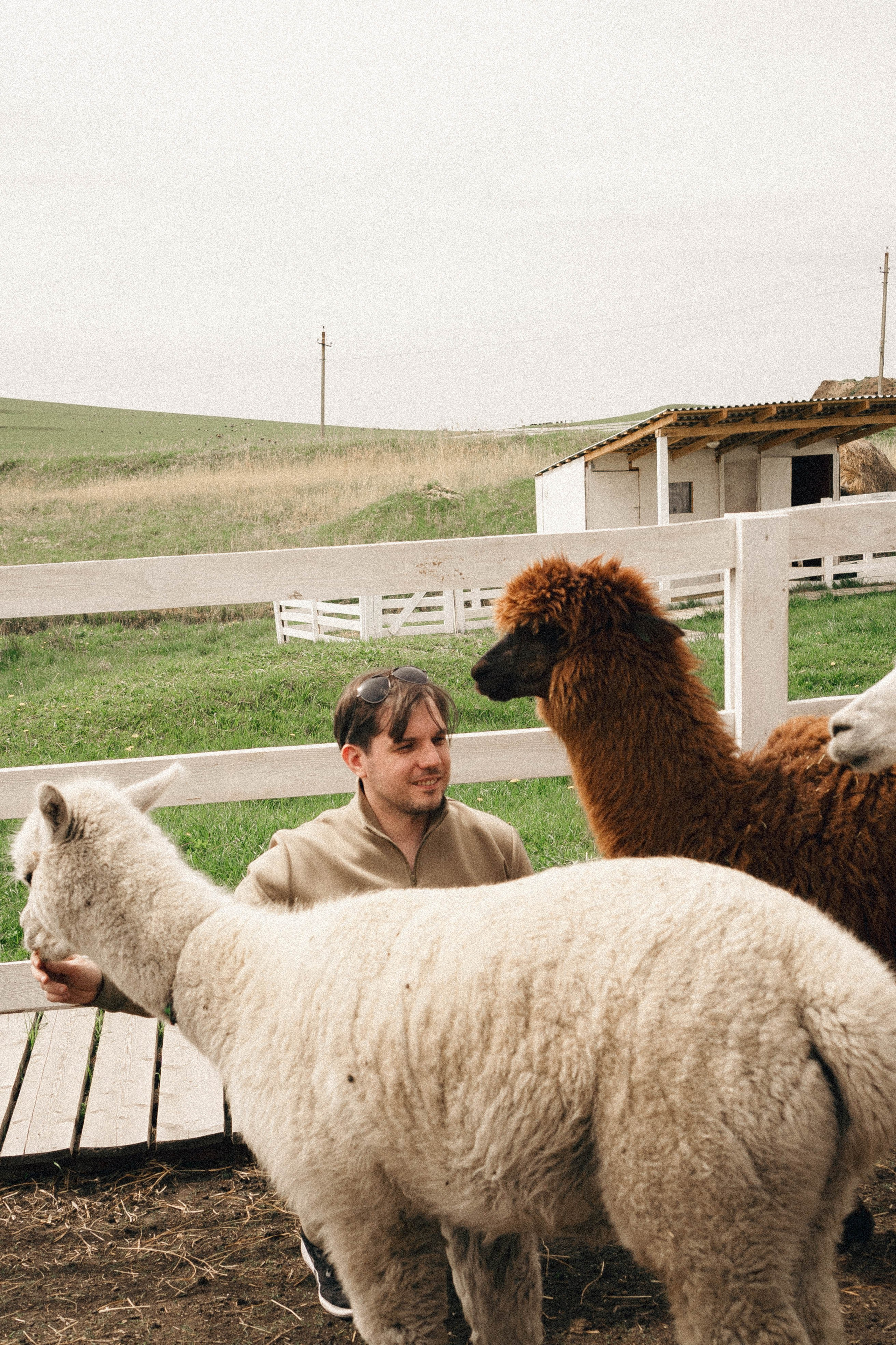 Ферма Альпак. Профессиональный фотограф, Санкт-Петербург — Виктория Богомолова