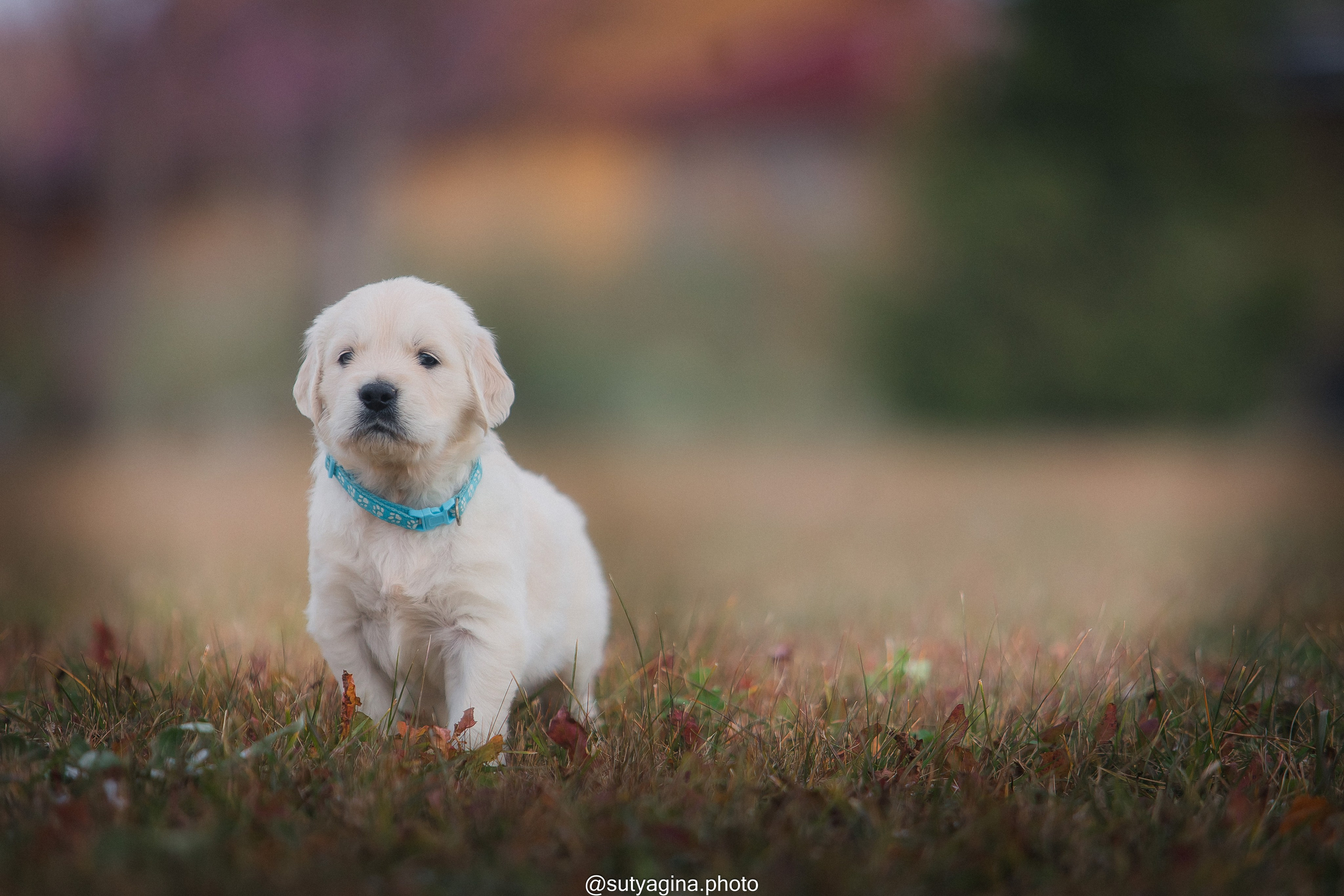 Голубой ошейник. Свадебный и женский фотограф