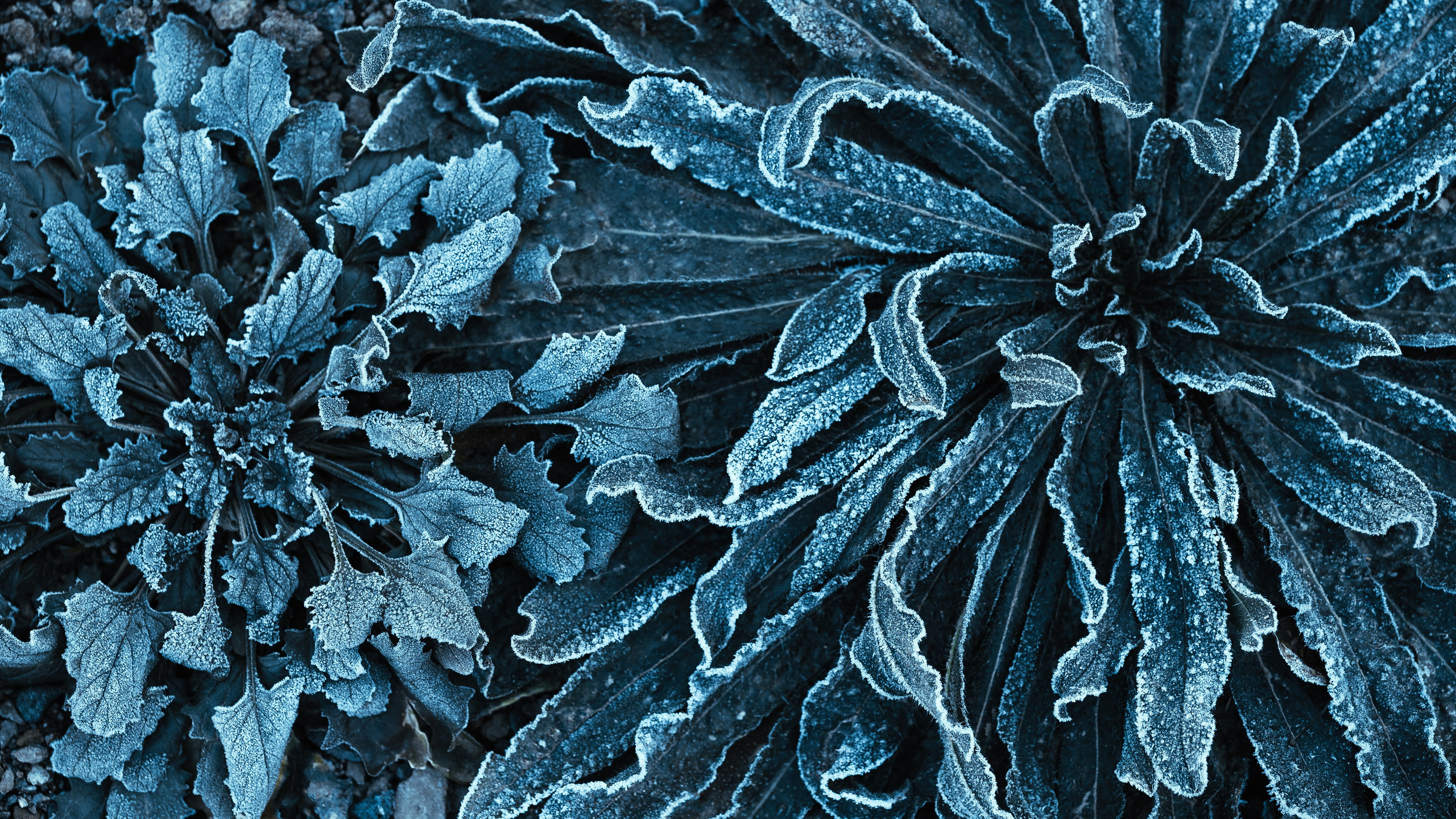 Frozen Nature. Oleg Kozachok — Photographer with Protanopia | Portraits, Texture & Light