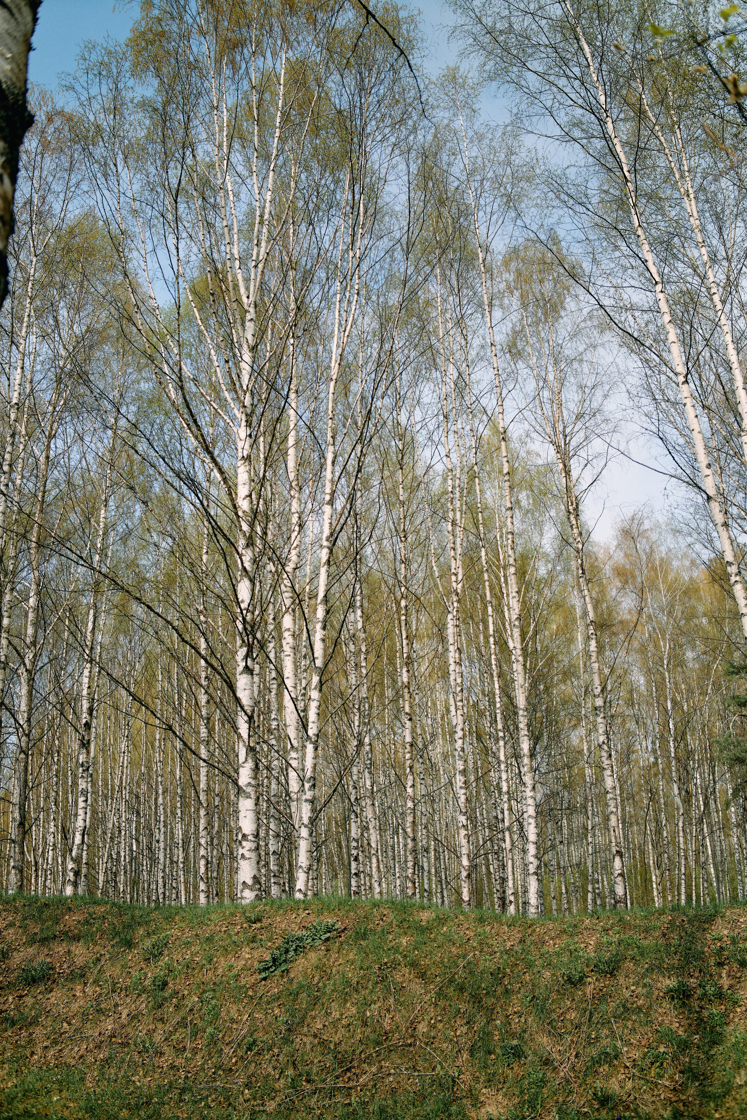 Бутик-отель Поле летом. Профессиональный Фотограф во Владимире, в Москве и в Суздале — Полина Романычева