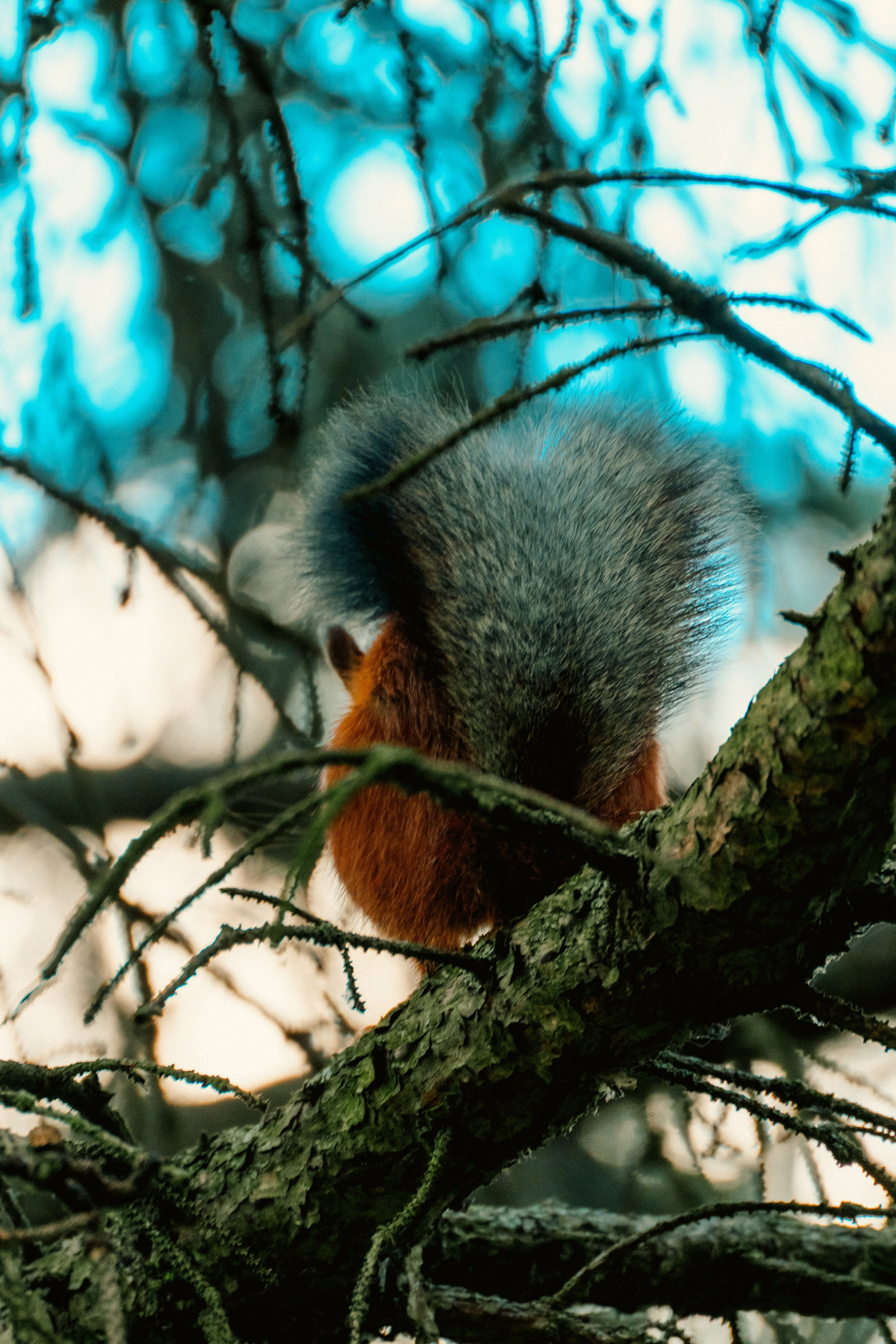 Животные. Фотограф в Санкт-Петербурге Ибрагимова Алина