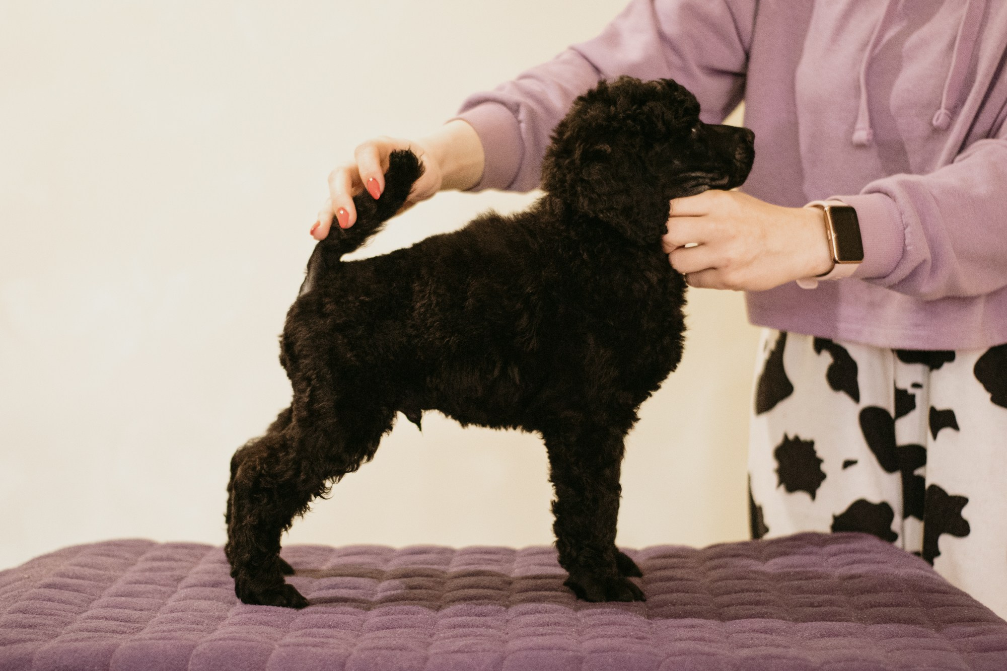 Щенки пуделя. Фотограф в Тюмени Лизавета Сапицкая