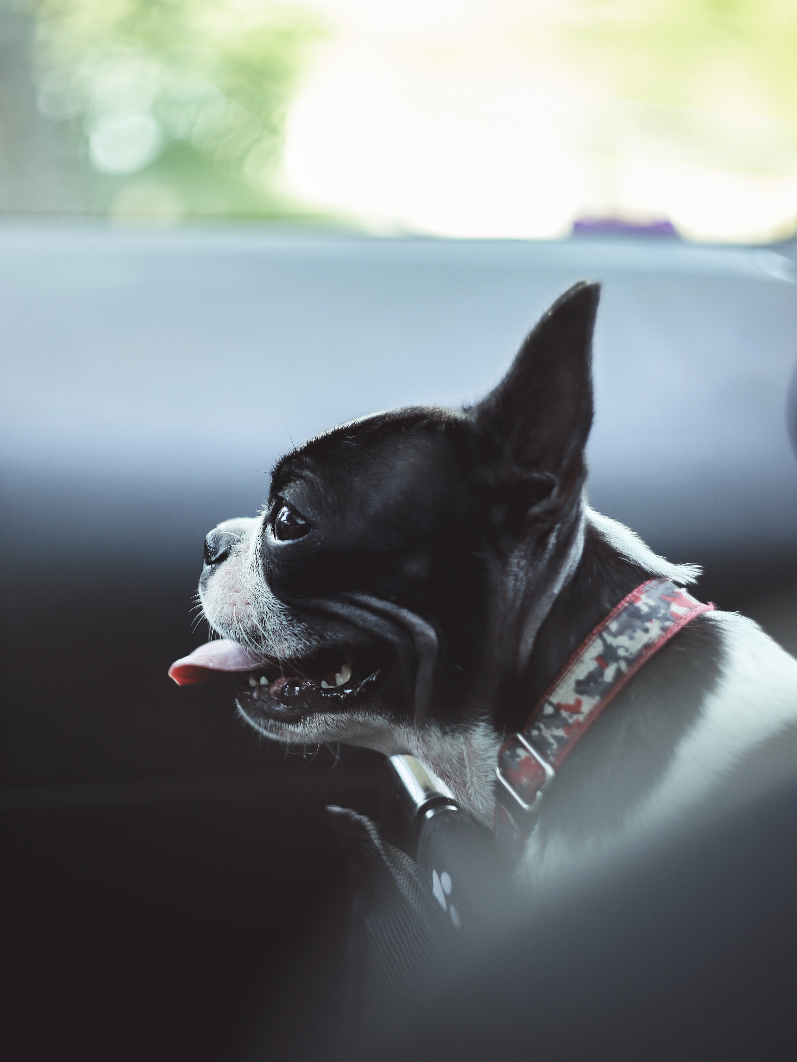 Собаки. Фотограф Ольга Мурзина