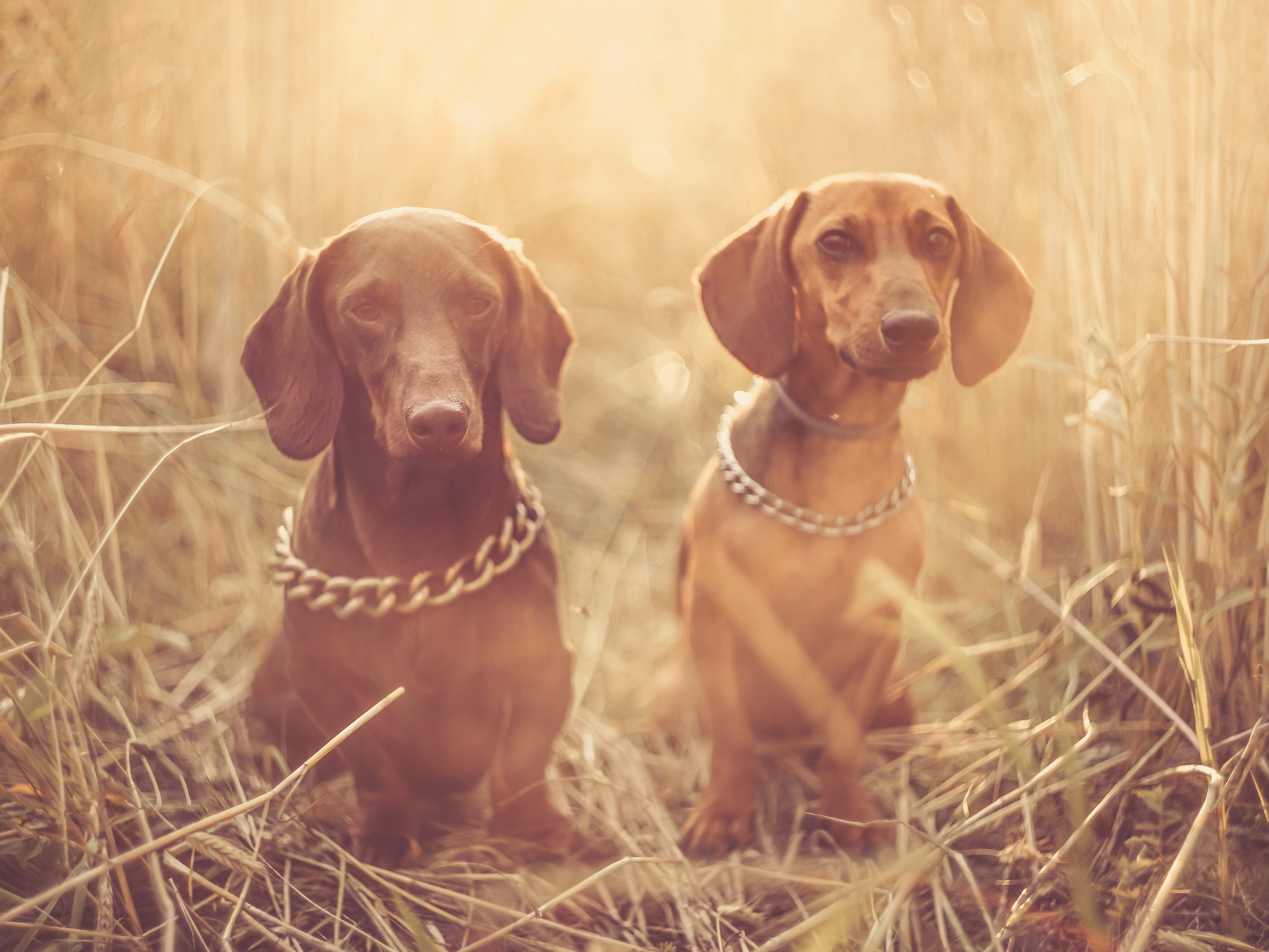 Собаки. Фотограф Ольга Мурзина