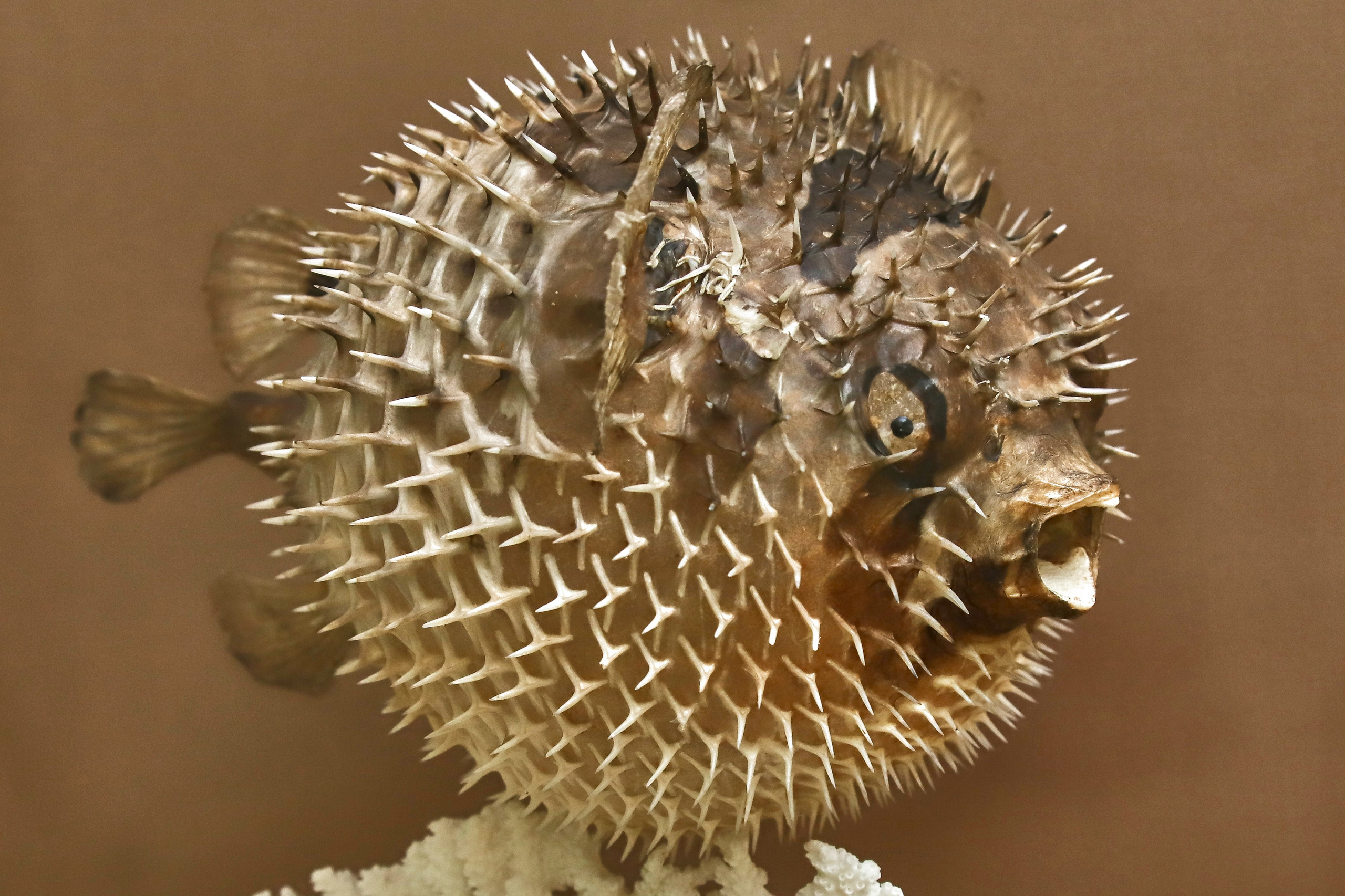 Морской калейдоскоп. Фотограф Юлия Маринина