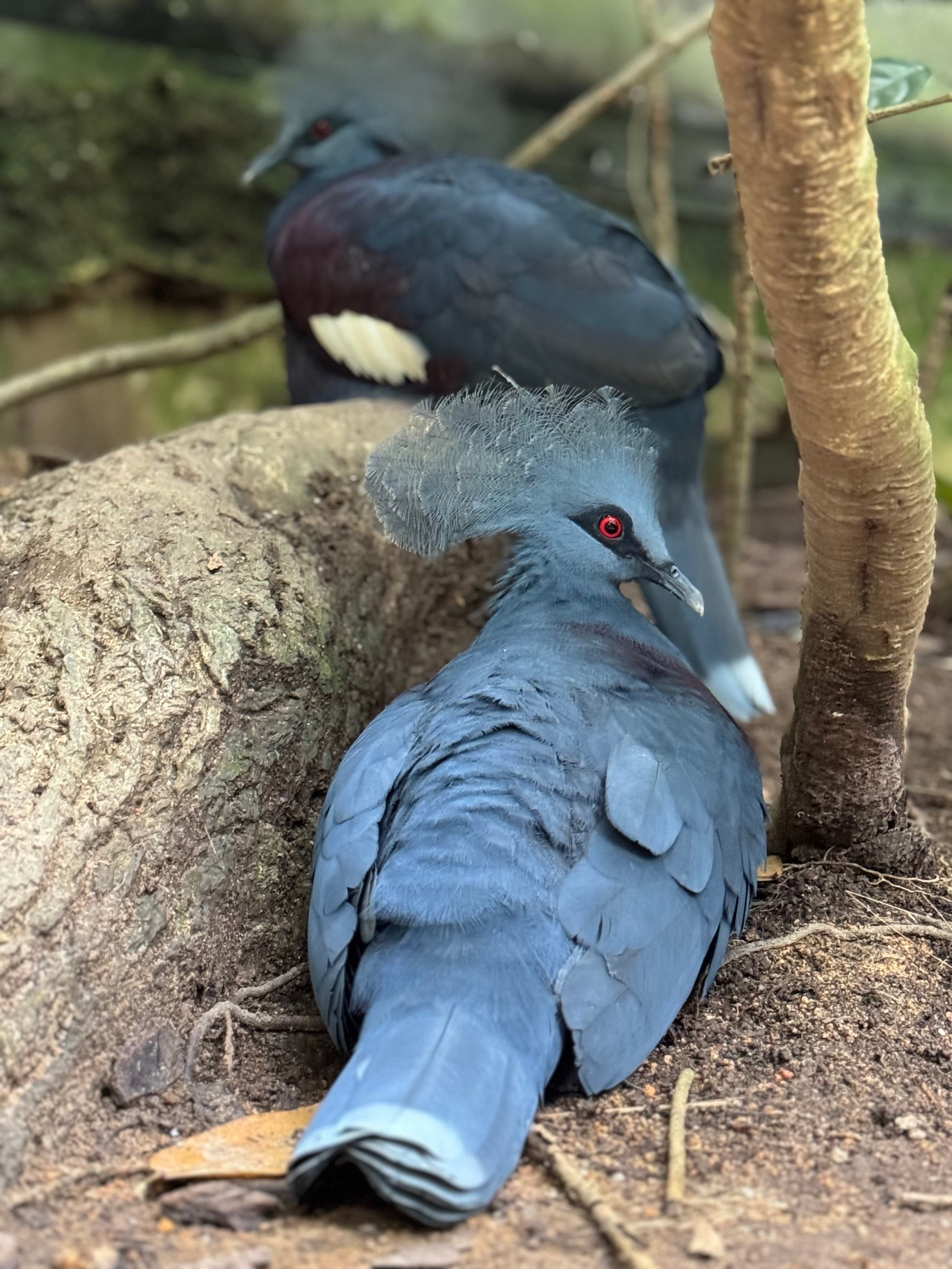 Сингапур 2025. А вот и да!