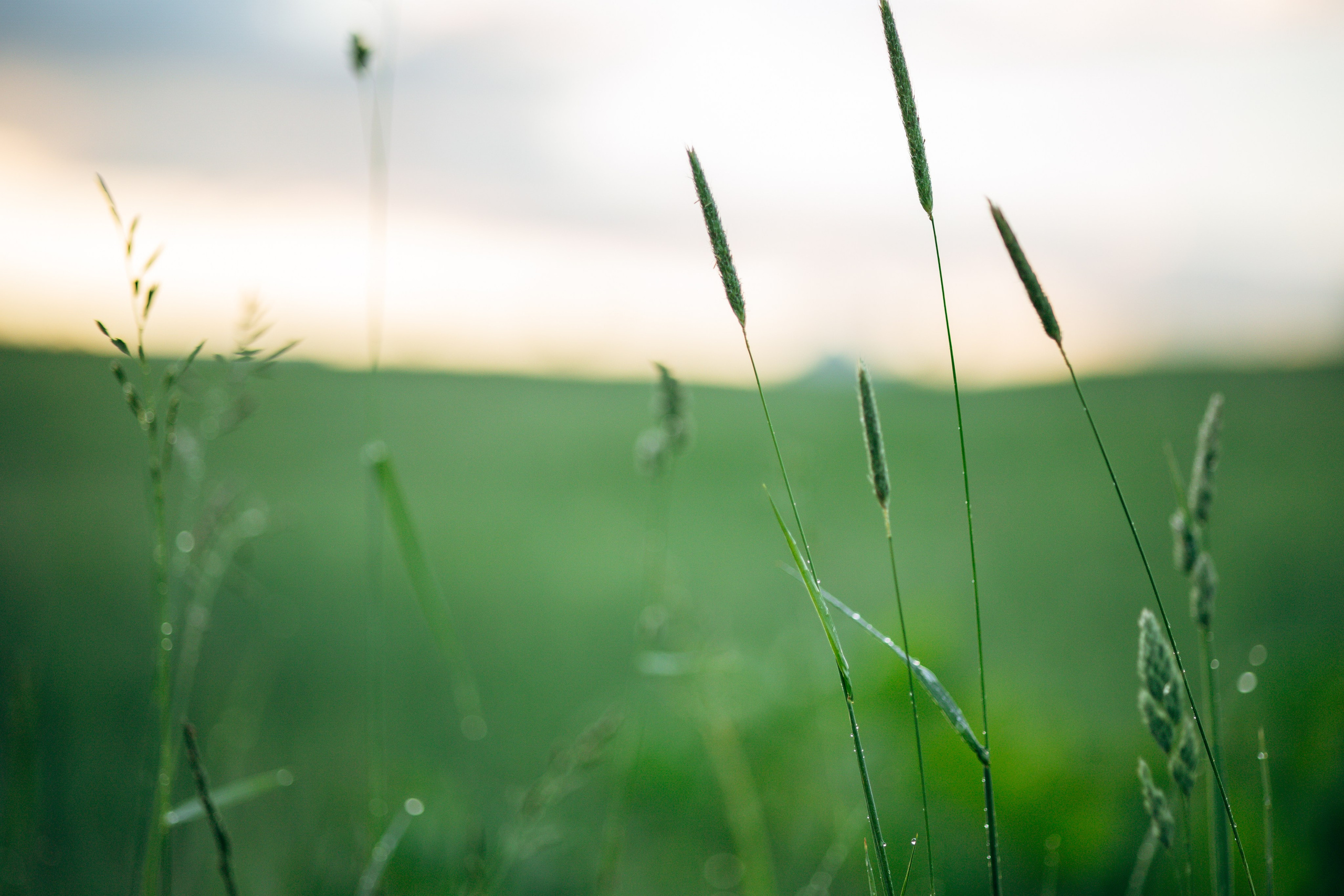 Юля и Руби. Фотограф — Анималист | Санкт-Петербург