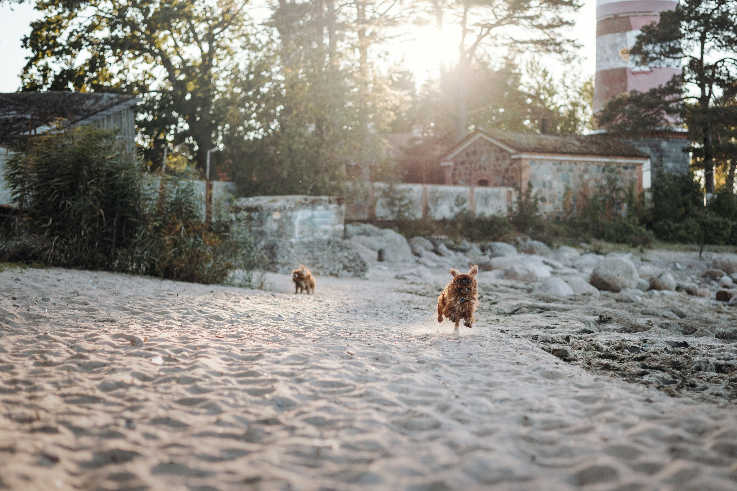 Верон, Гарри и их семья. Фотограф — Анималист | Санкт-Петербург