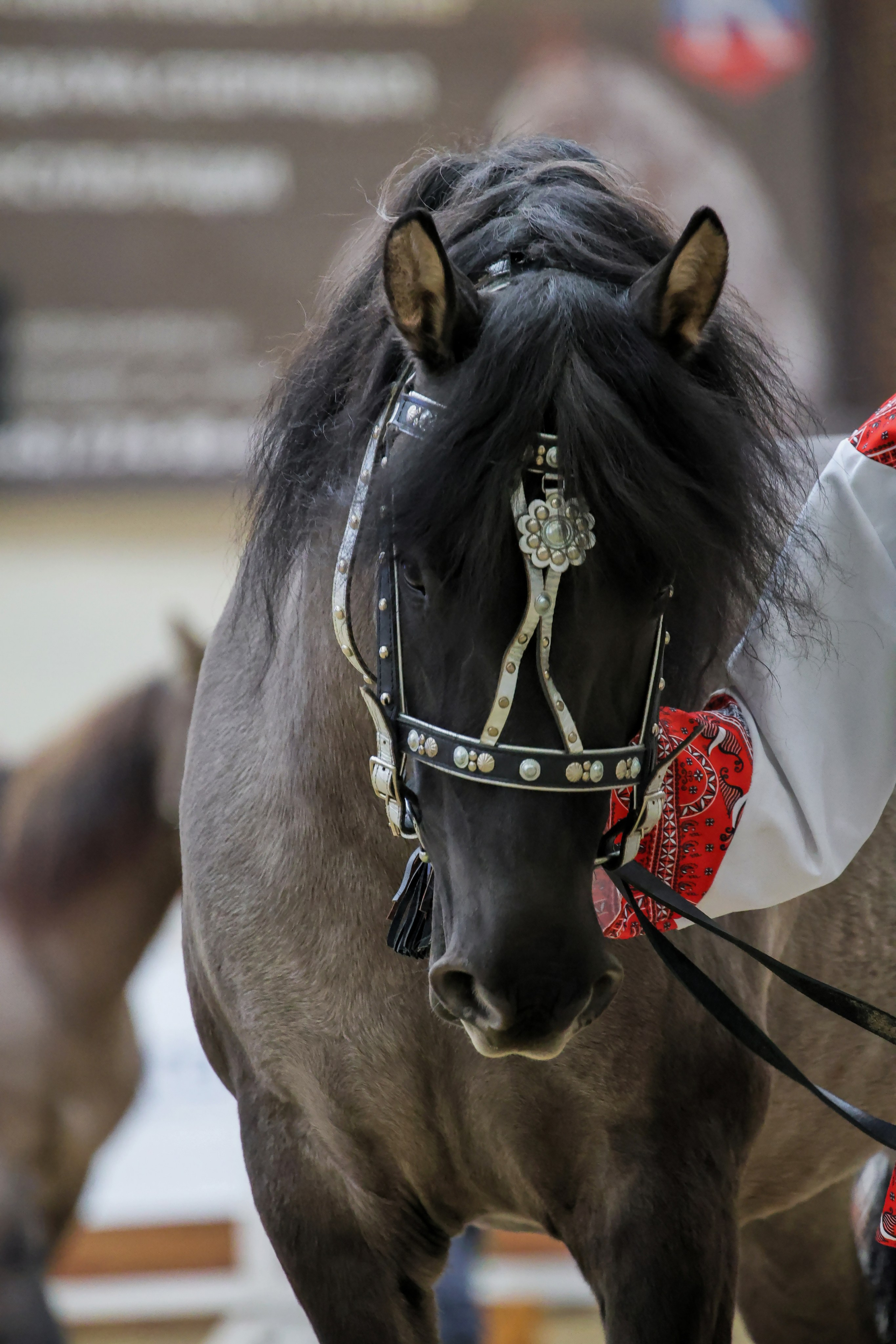 Конная Россия 2024. Irenephoto.ru