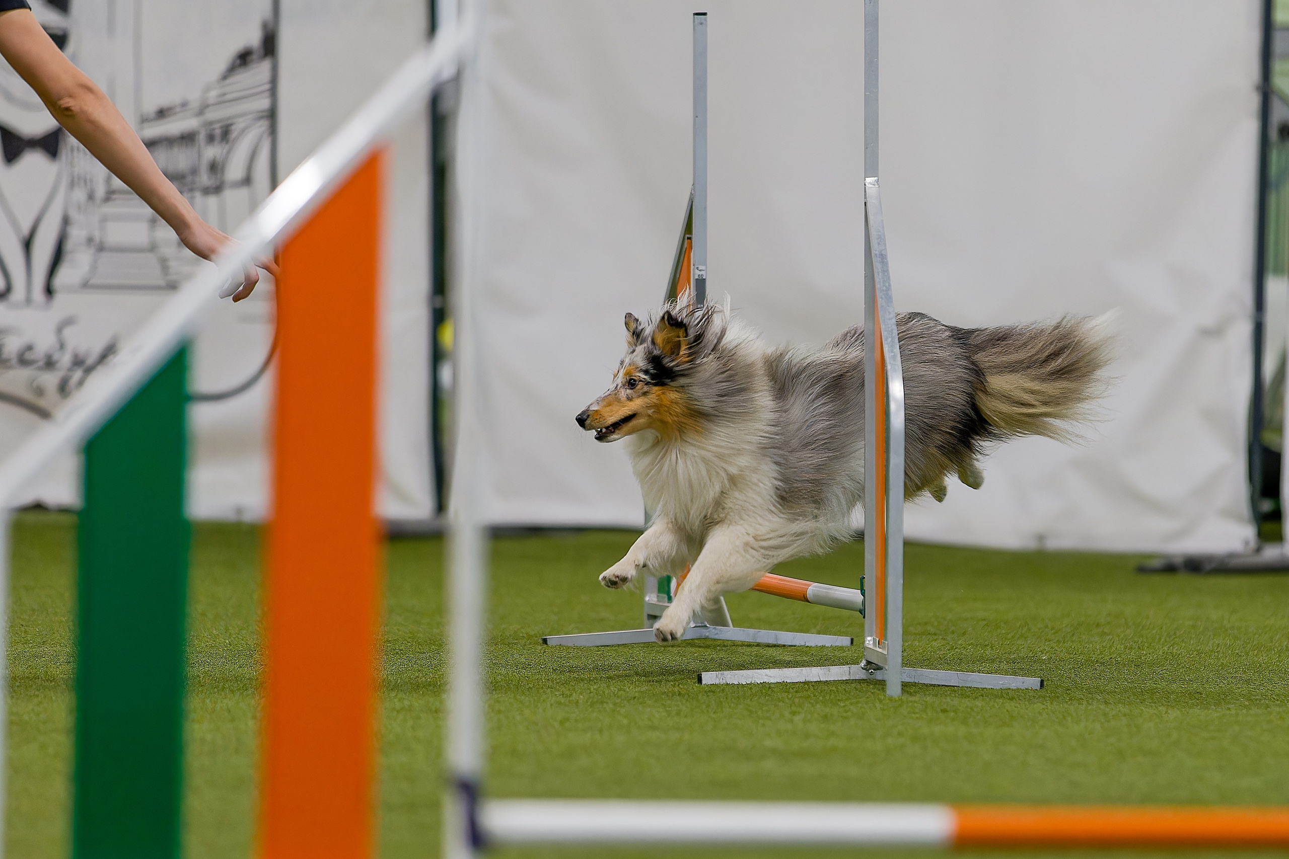 Кубок Пёсбурга 2025. Irenephoto.ru