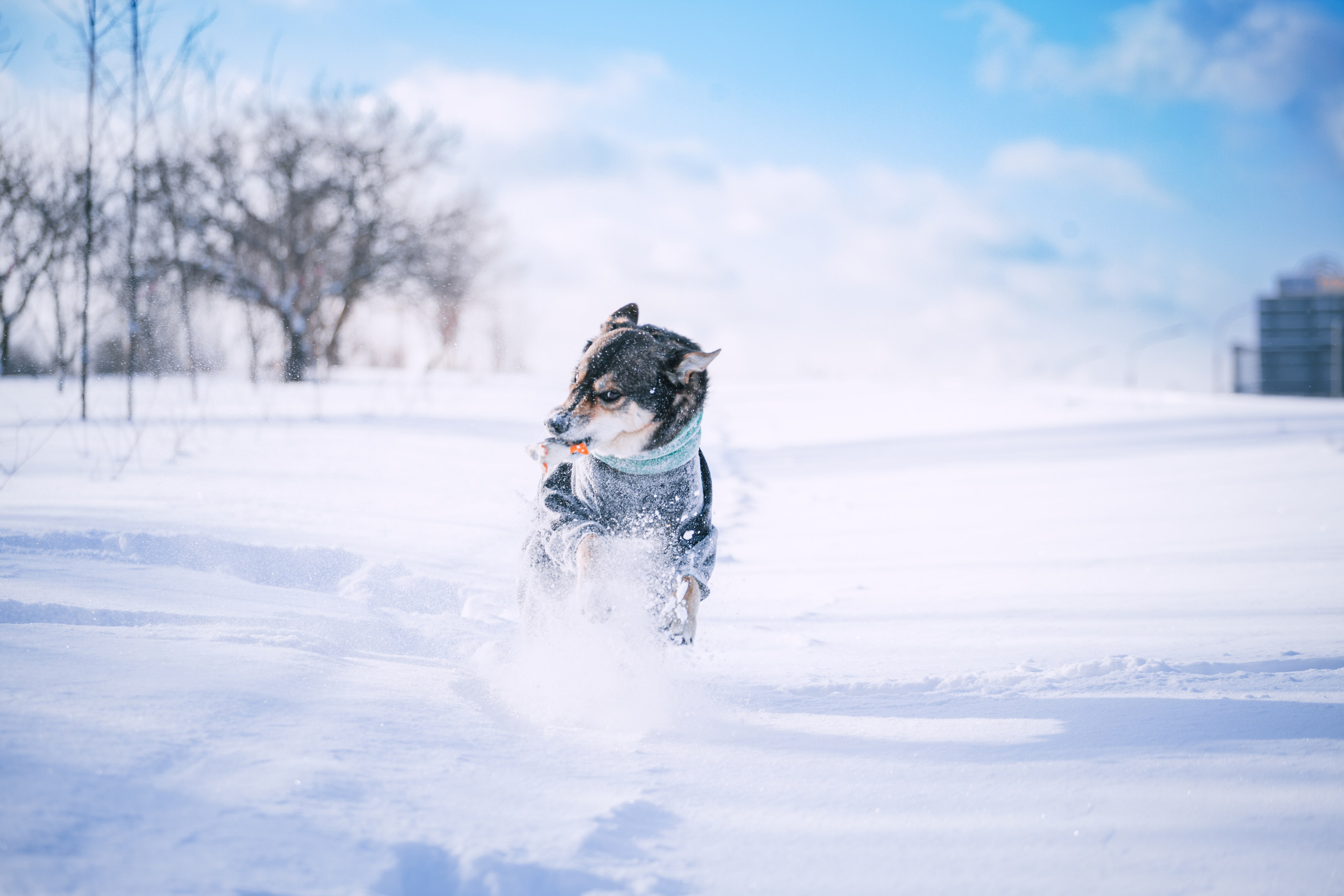 Фотограф-анималист Татьяна Степанова