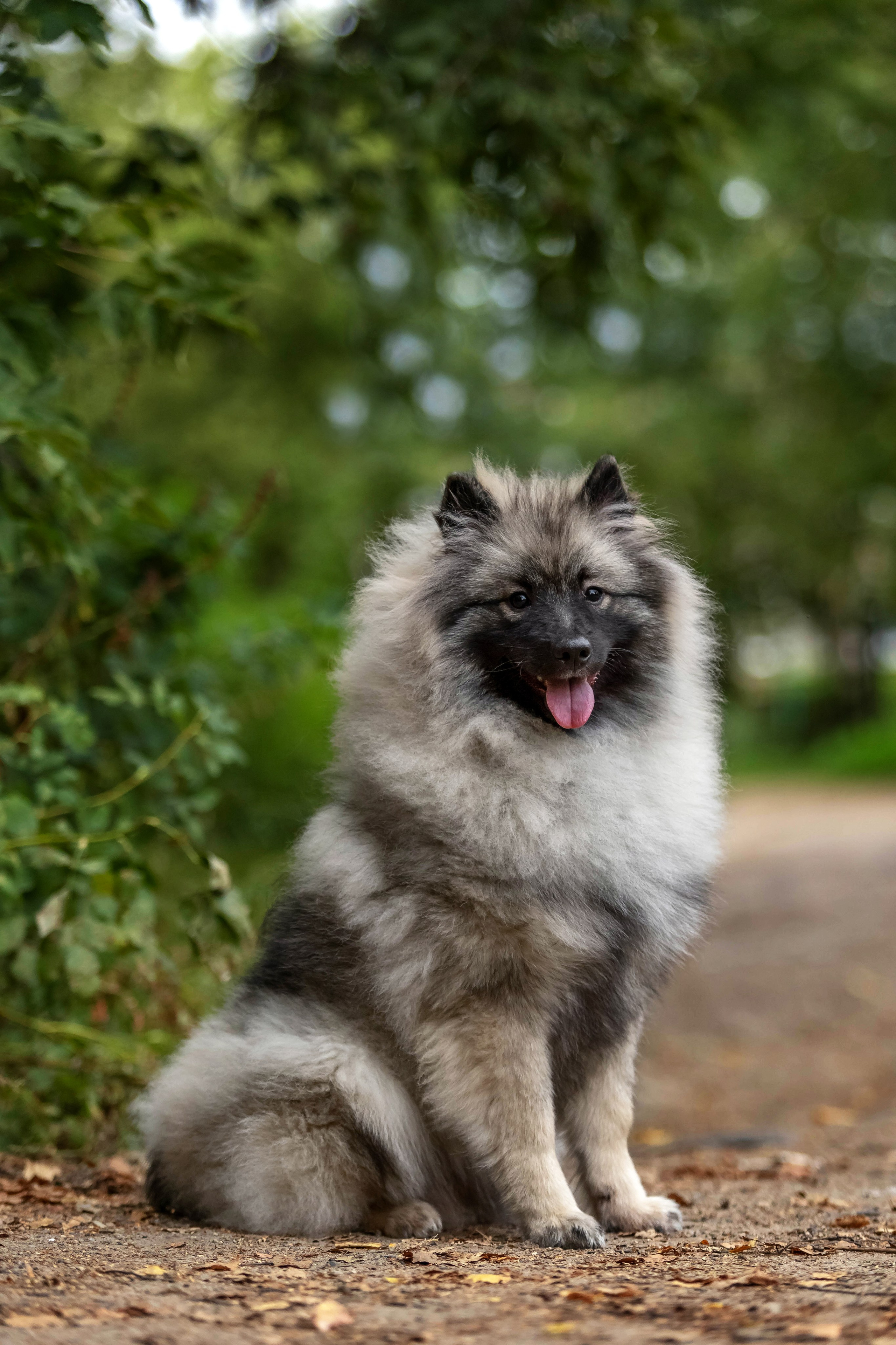 Кеесхонд. Https://moshkovaphoto.ru/