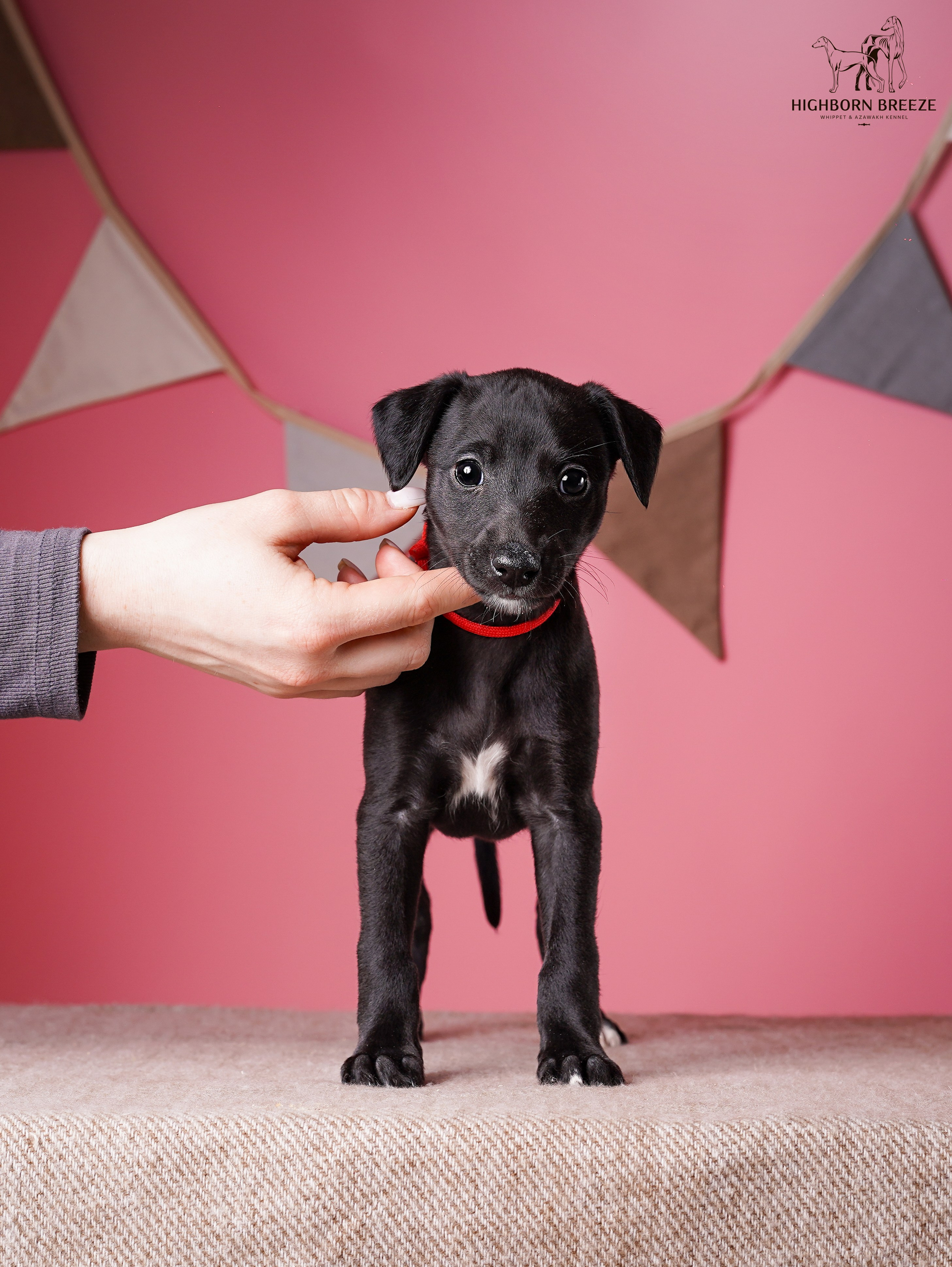 Щенки уиппета. Фотограф-анималист в Санкт-Петербурге Яна Мартынова
