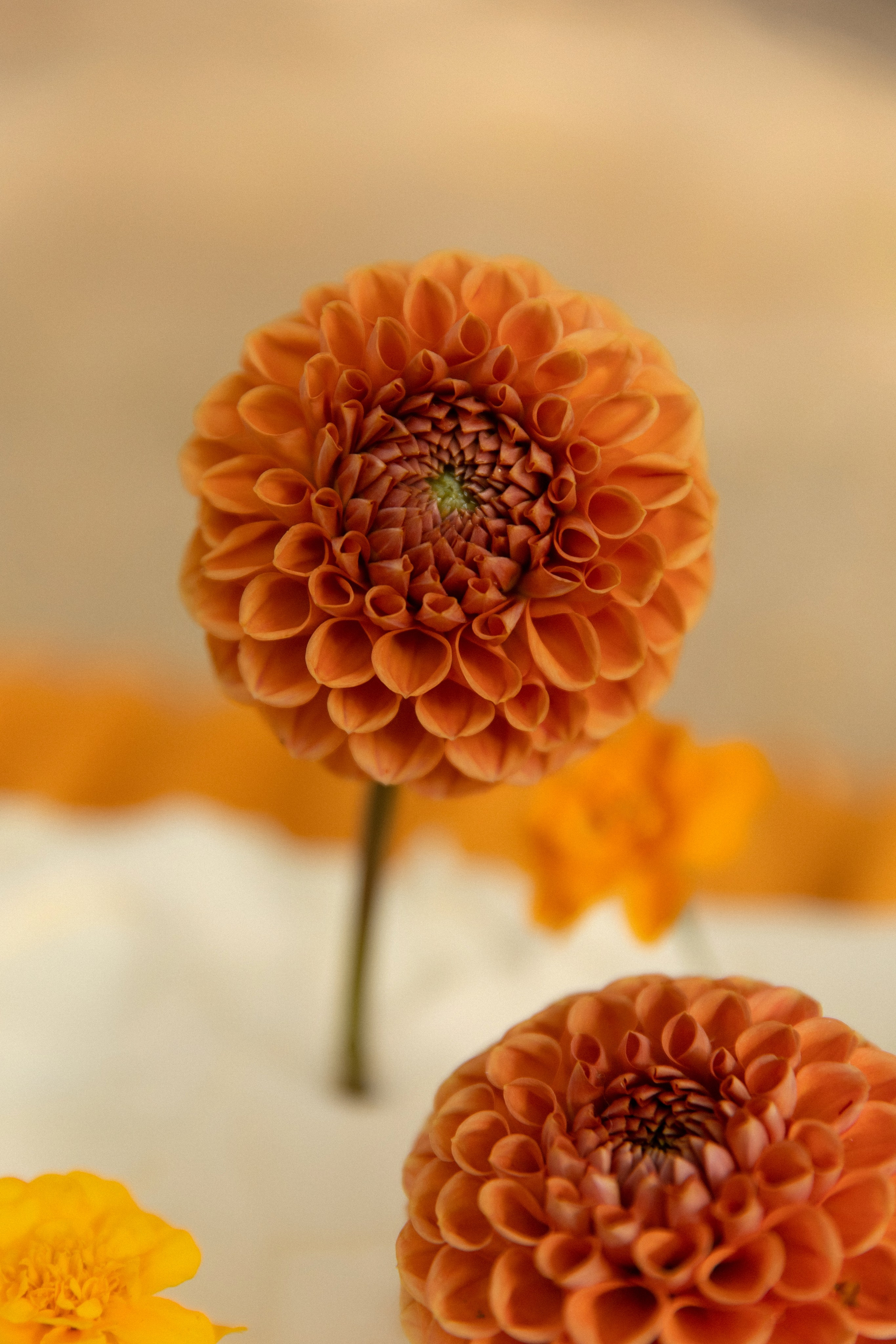 Габриэла и Жон