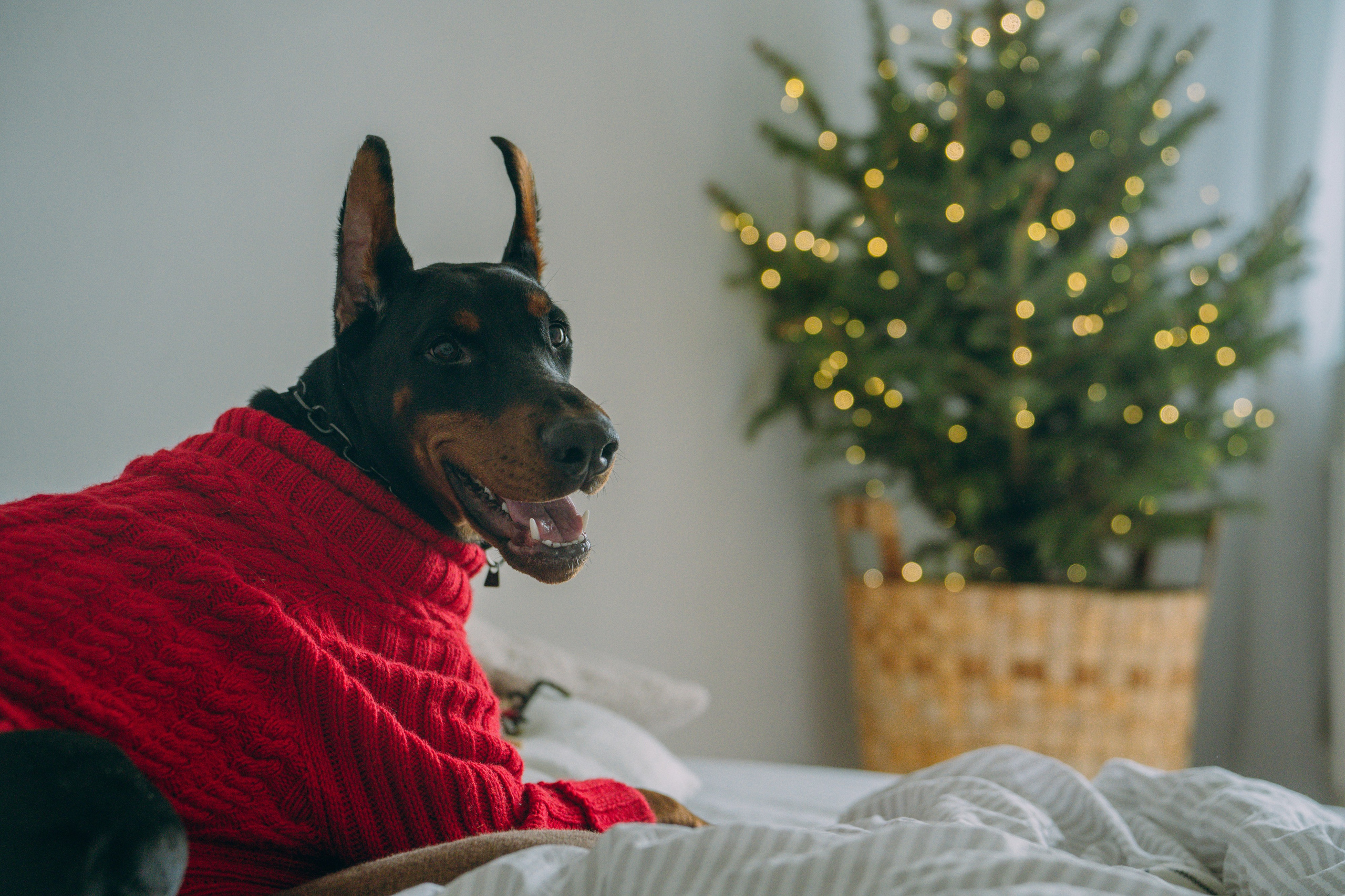Саша и Асти. Фотограф анималист в Москве и Санкт-Петербурге Свиридова Анна