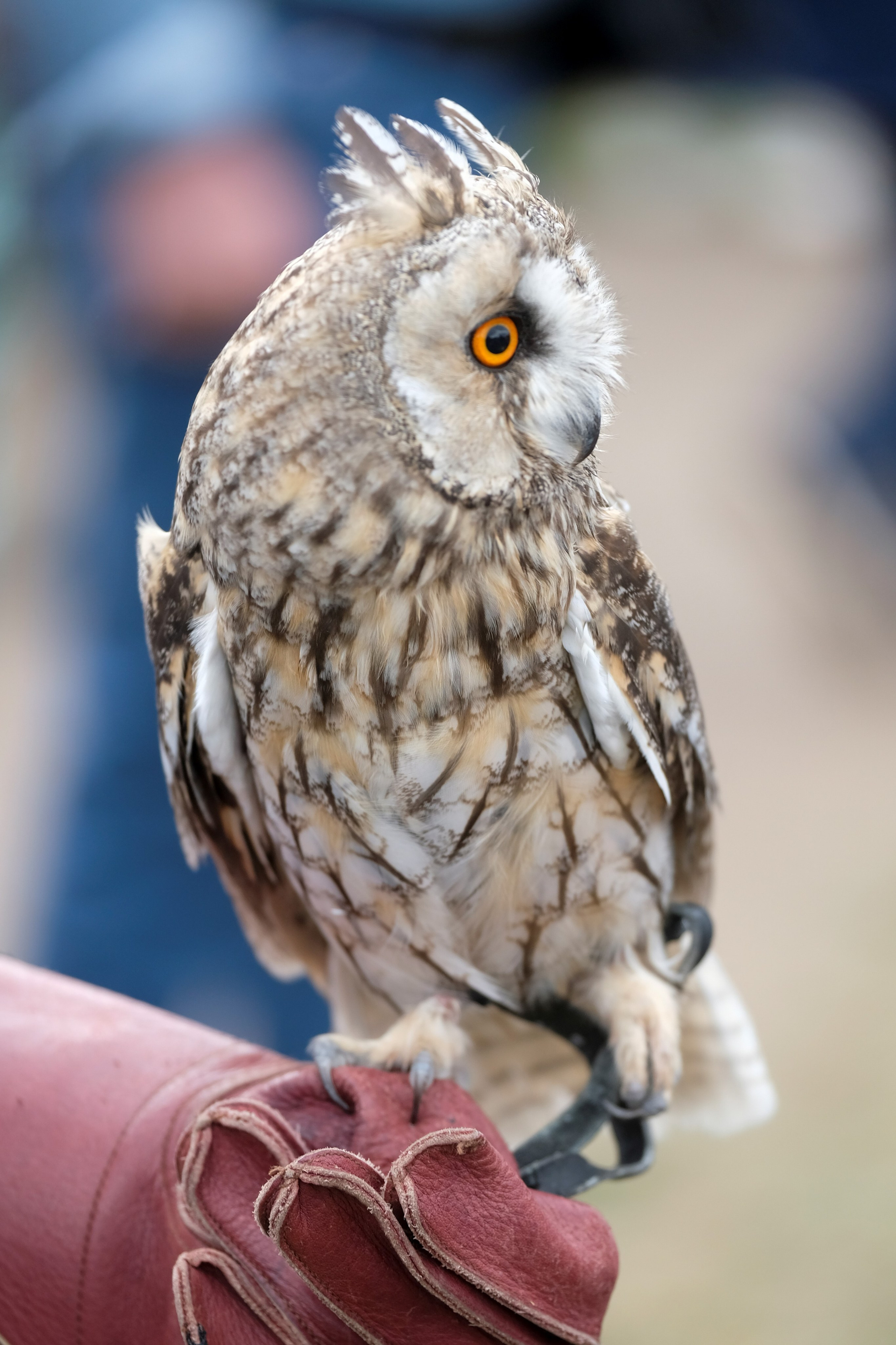 В мире животных. Фотограф Дмитрий Алексеев