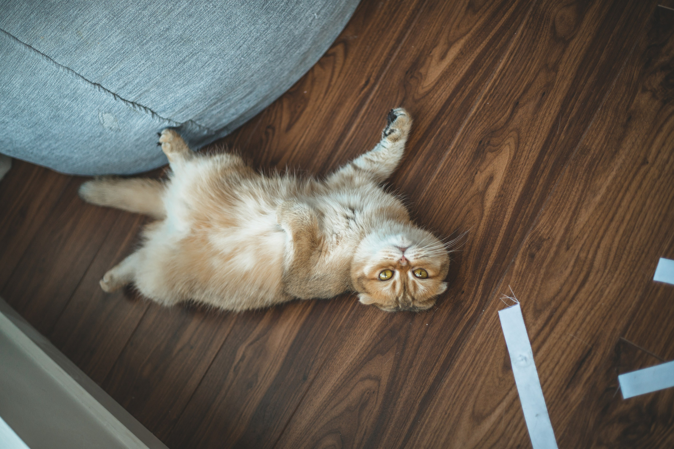 Когда в семье появился ещё один человечек…)) <3. Фотограф Сочи, Адлер, Красная Поляна — Вероника Радченко