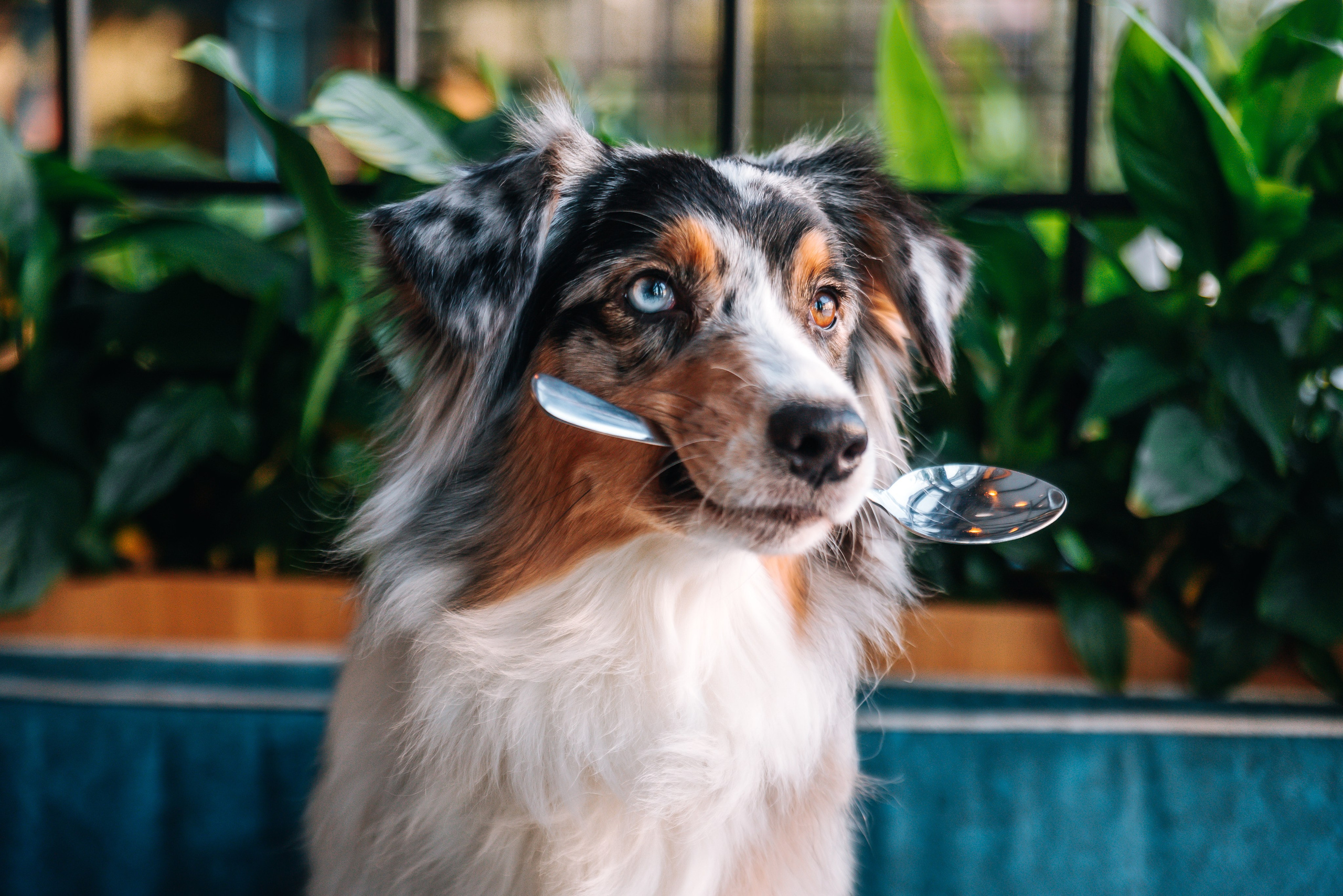 Лиза и Харли в кафе. Главная