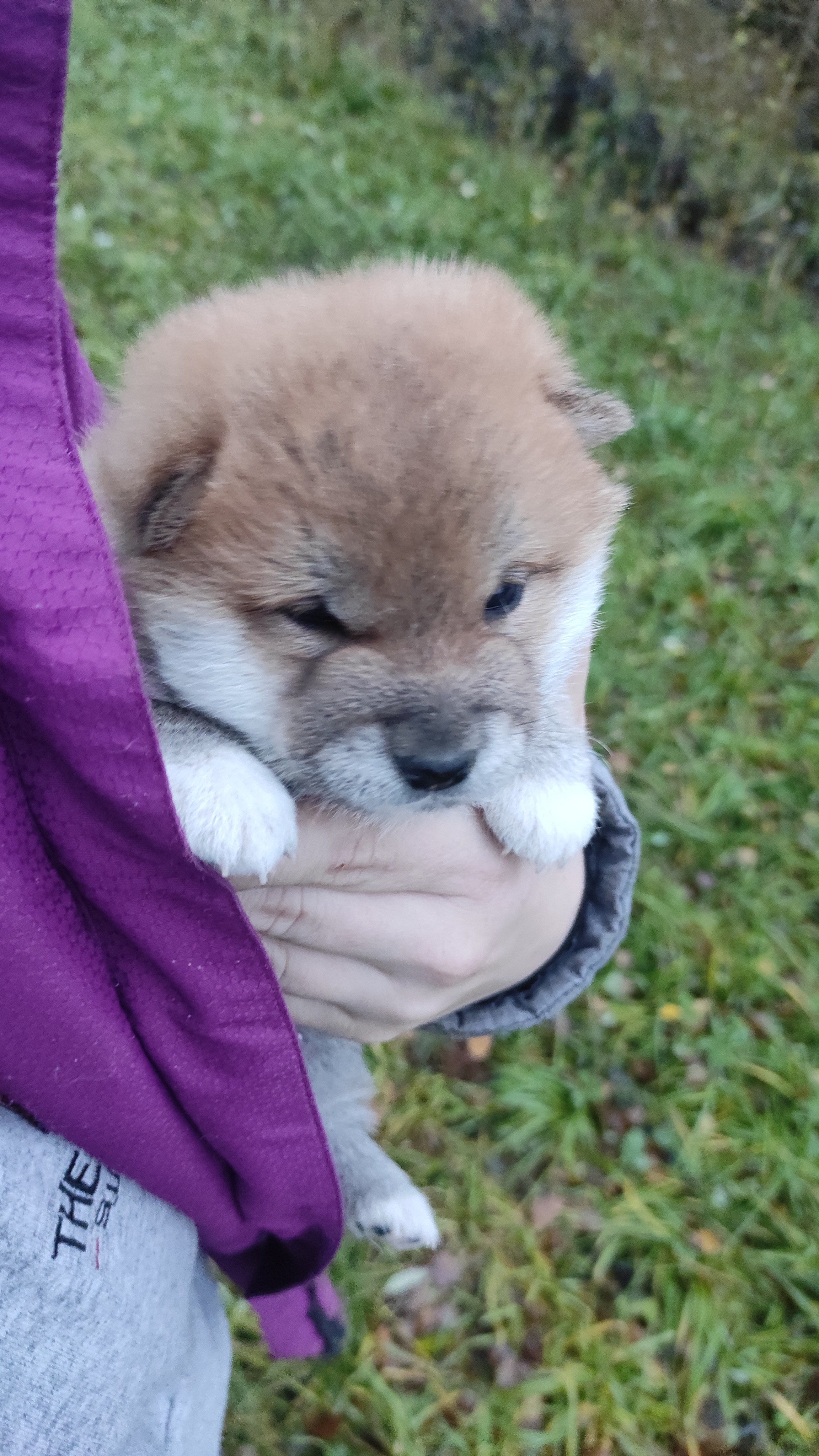 сиба питомник Рубилайт щенки на продажу rubylight  сиба щенки купить СПб Санкт-Петербург 