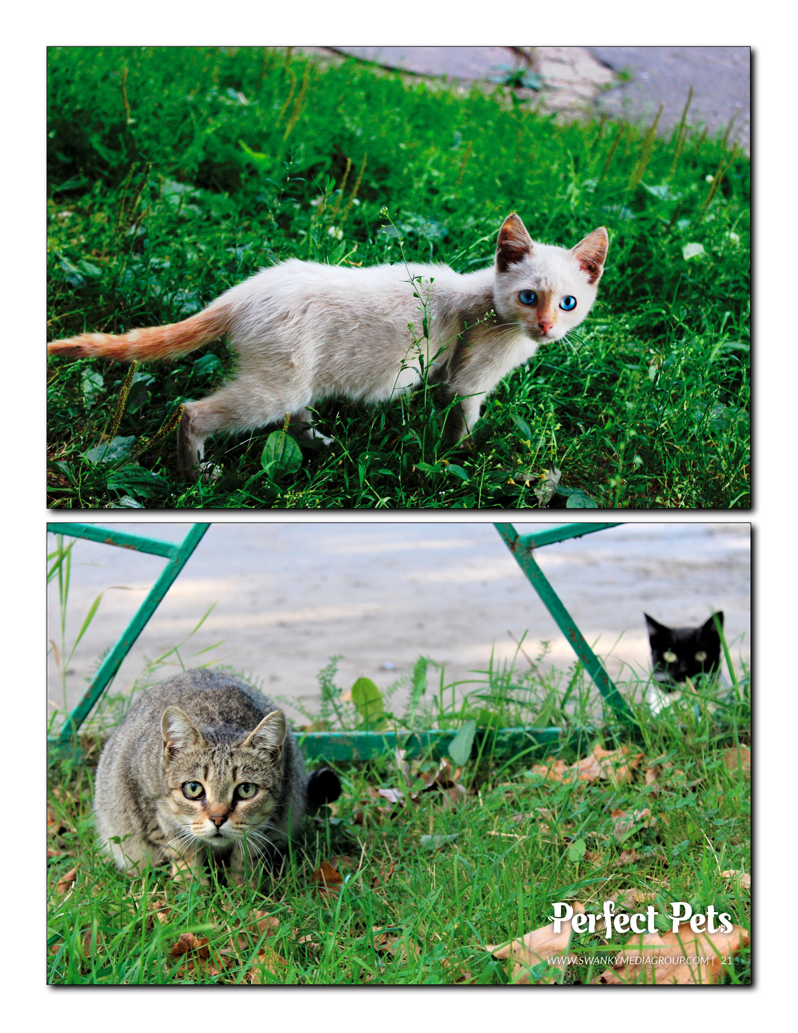 Журнал Perfect pets jan 2025