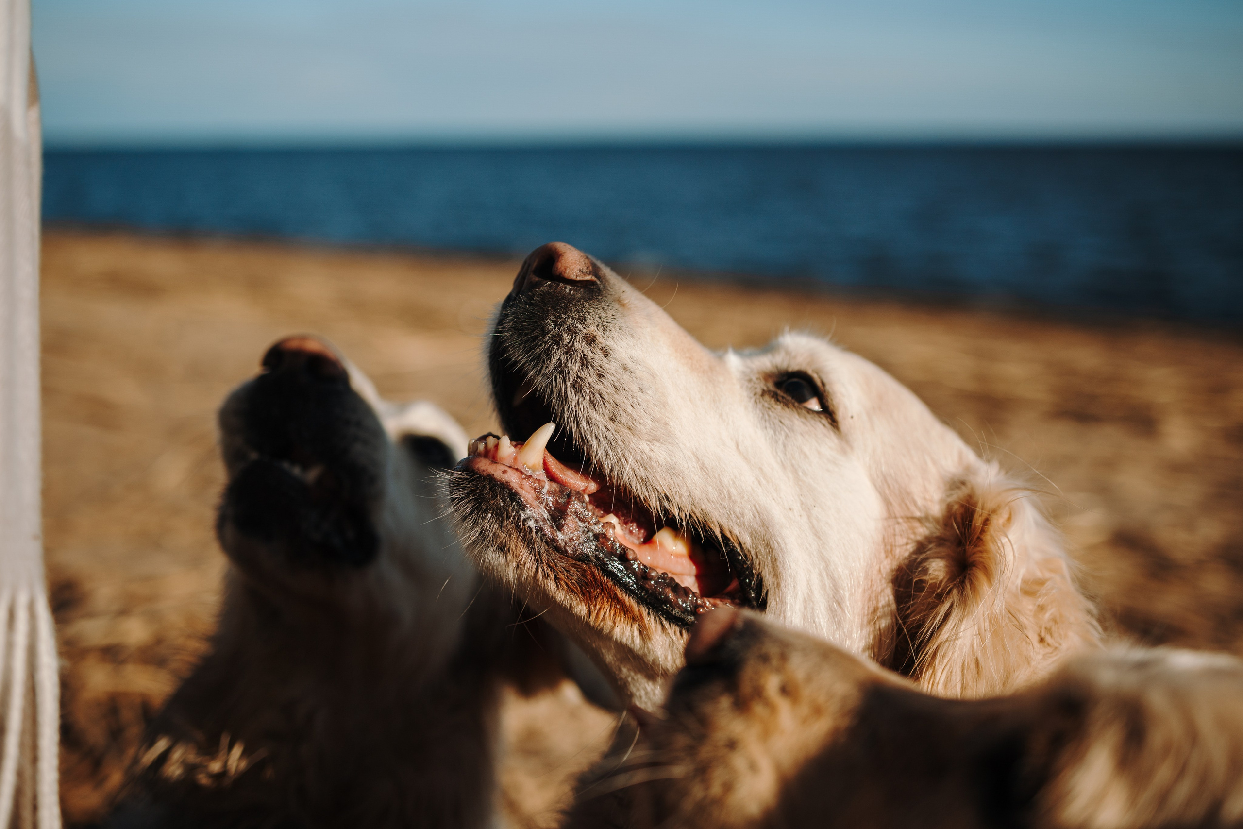 Катя и ее девочки. Фотограф — Анималист | Санкт-Петербург