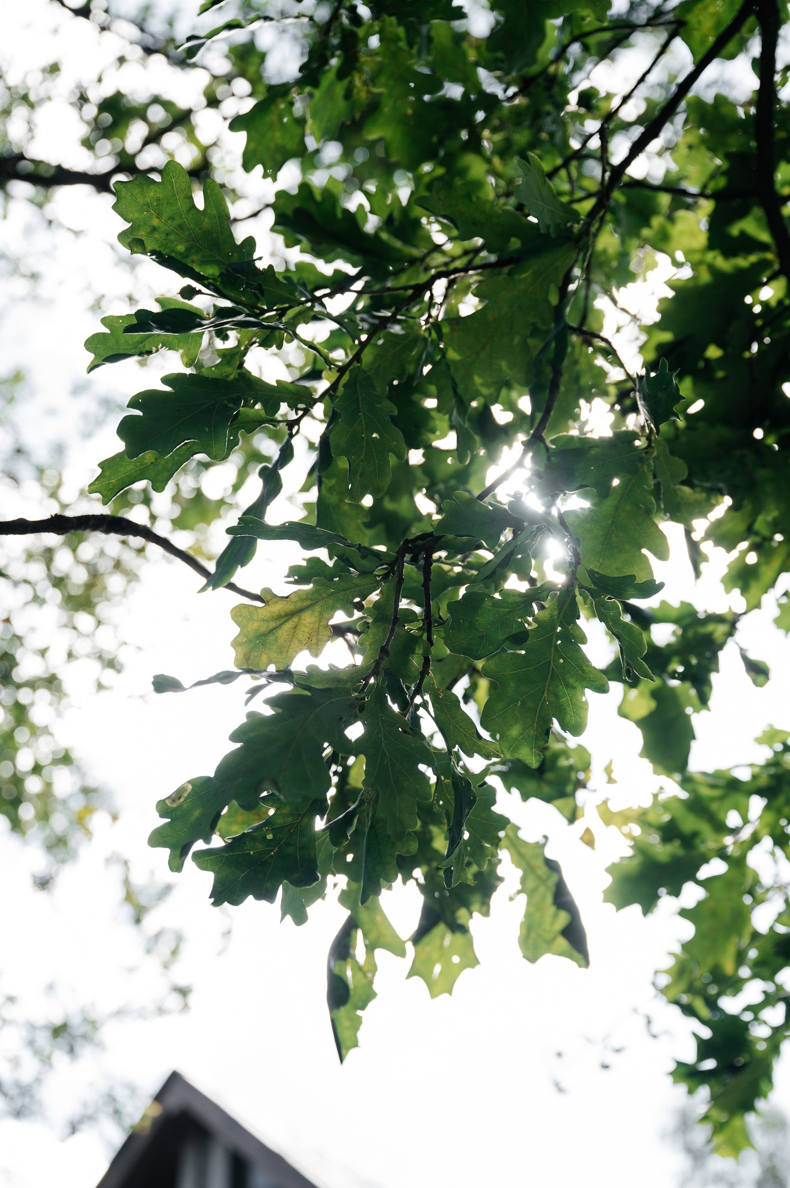 Wedding Romance and Anastasia. Wedding photographer in Moscow and around the world Andrey Medvednikov