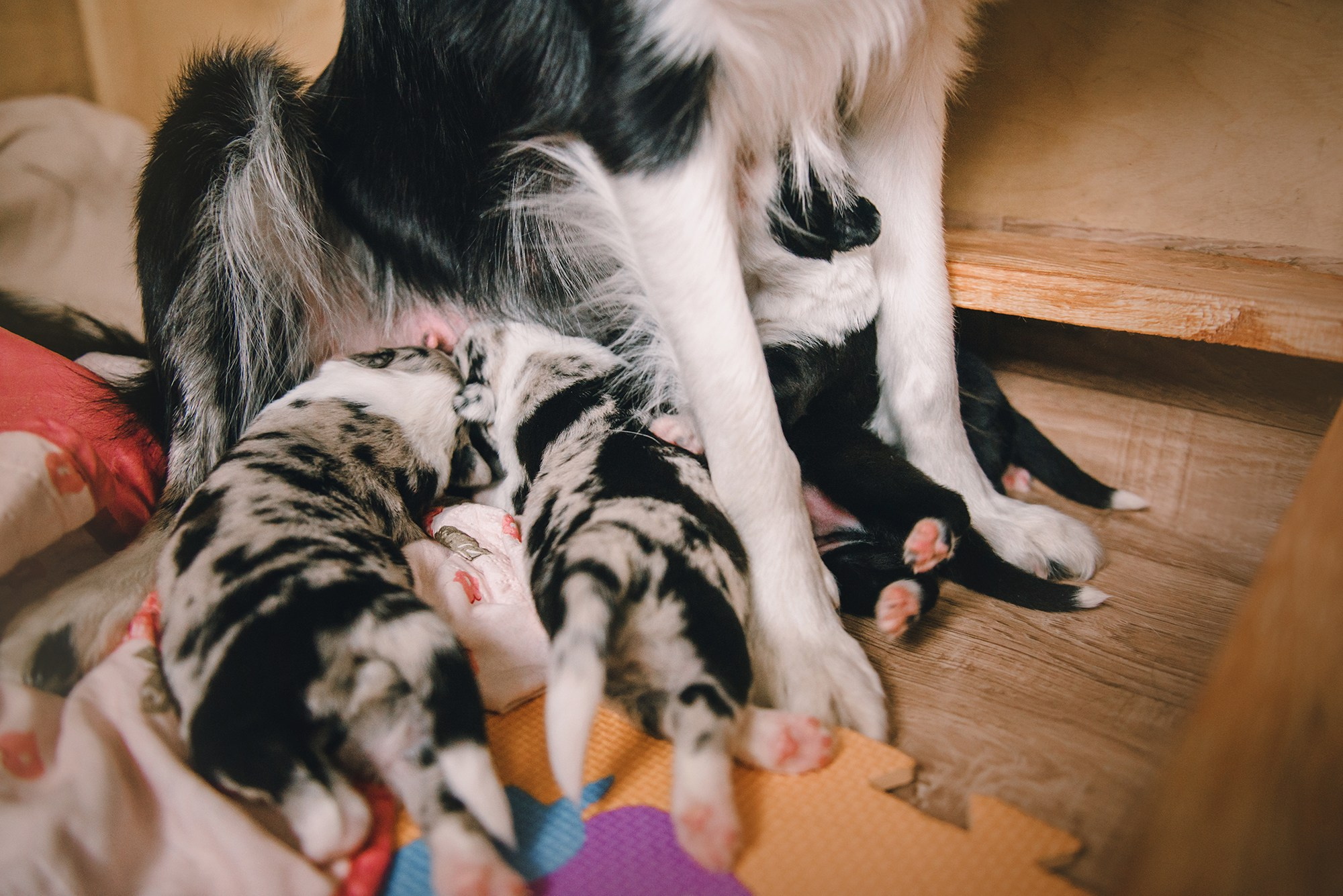 Щенки. Фотограф Анна Тюрина