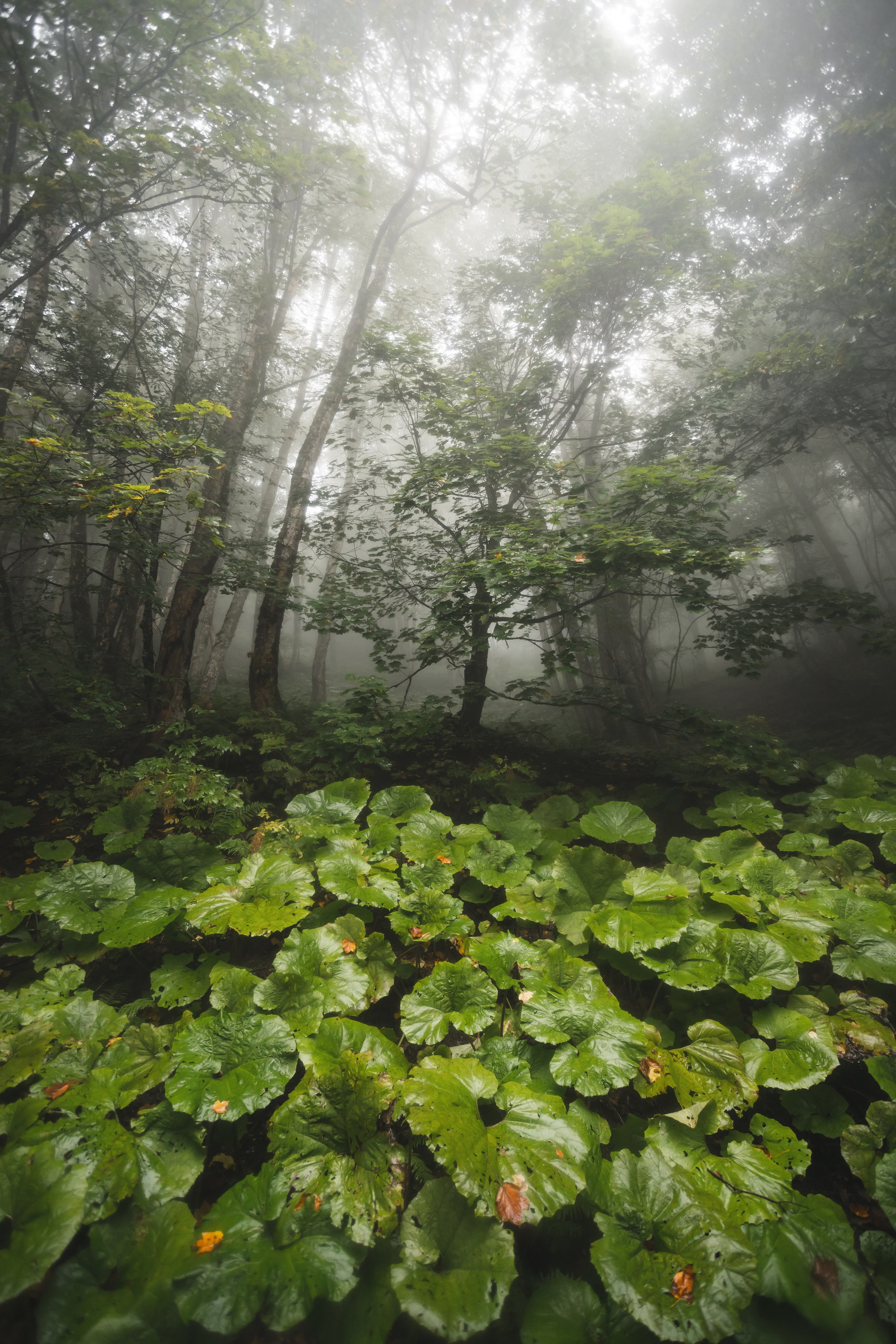 ПРИРОДА. Фотограф Александр Бормотин