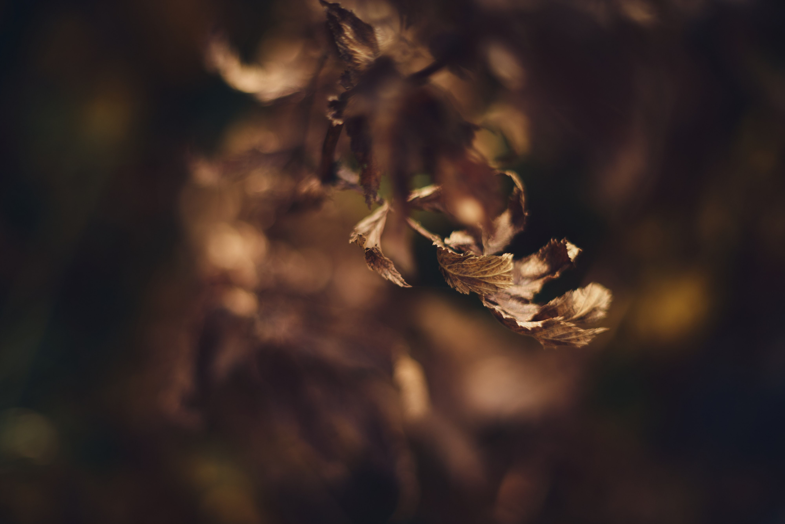 Осенние пейзажи Никола-Ленивца