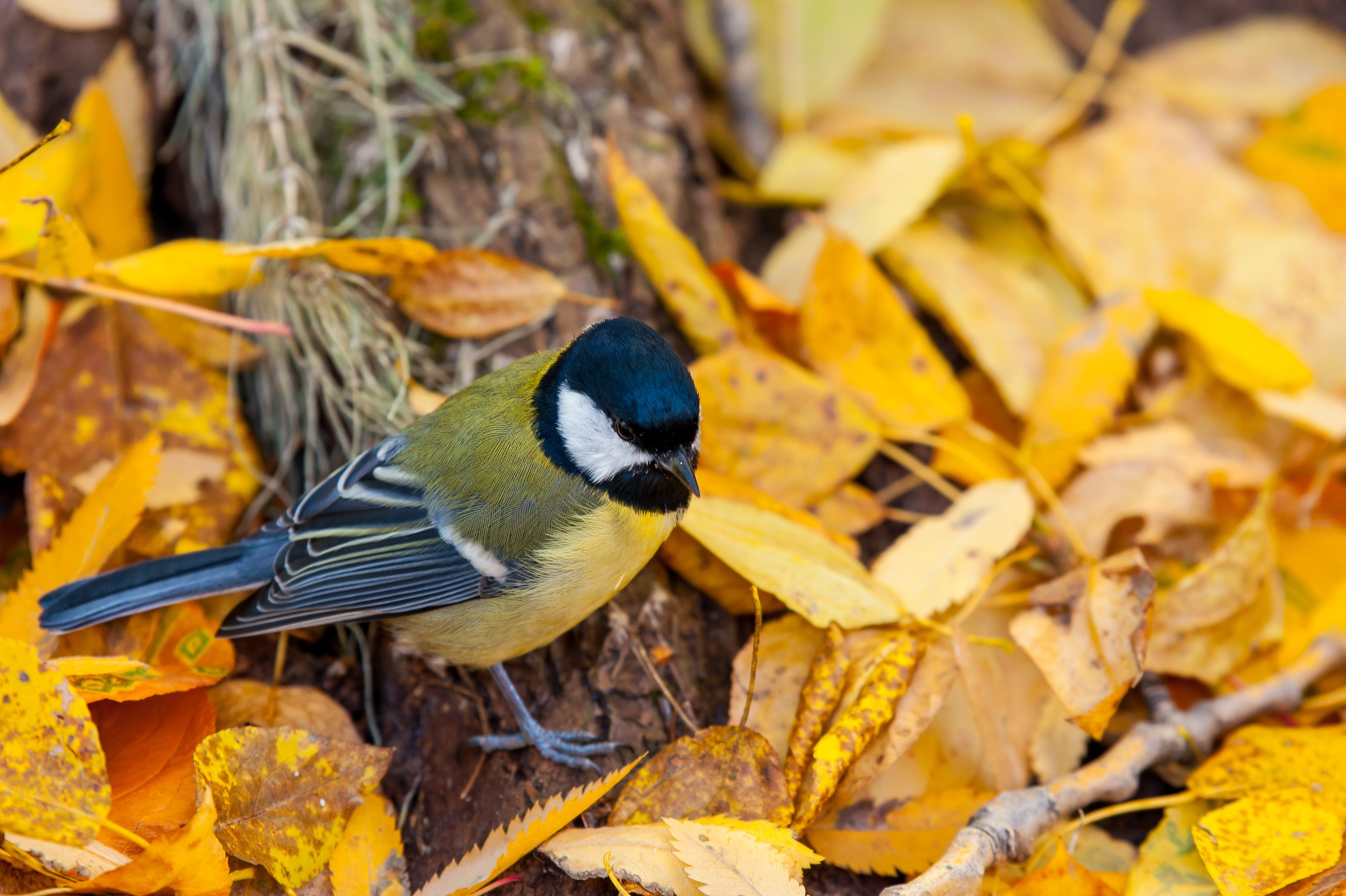 Фотоохота. Репортажный фотограф в Ижевске Константин Ившин