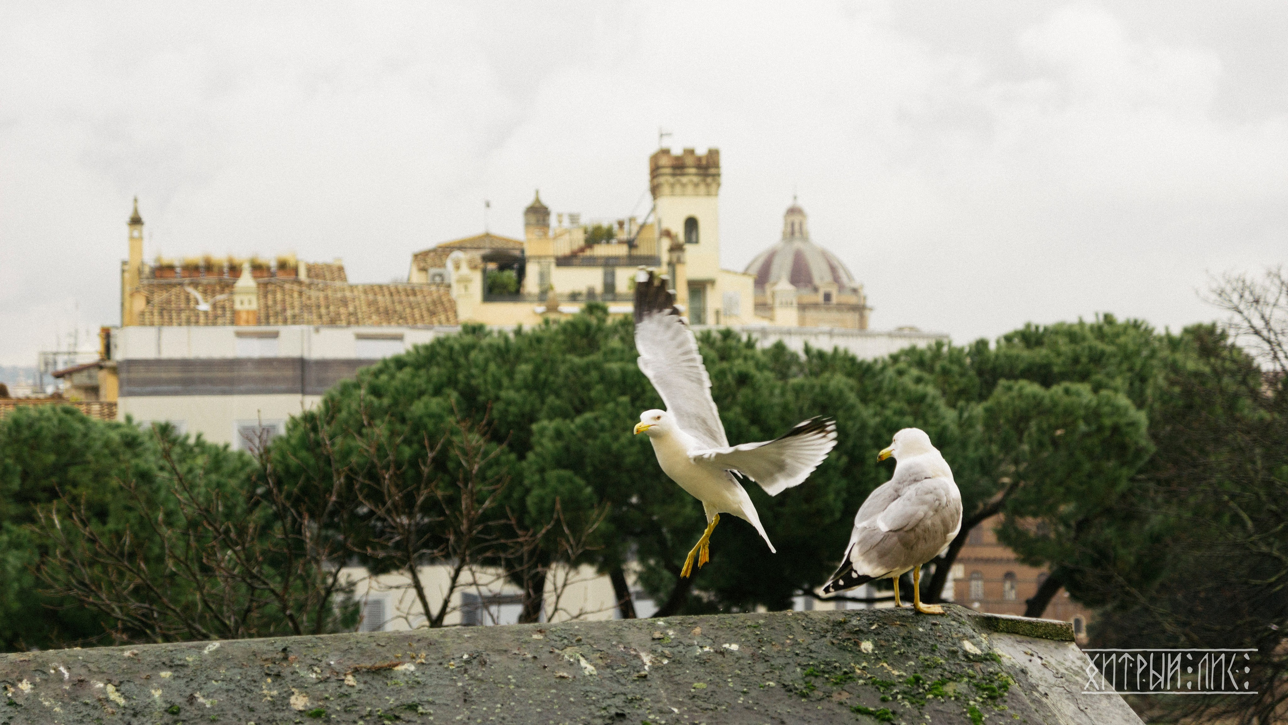 Рим. Фотограф-путешественник Самойлов Максим «Sly Fox»