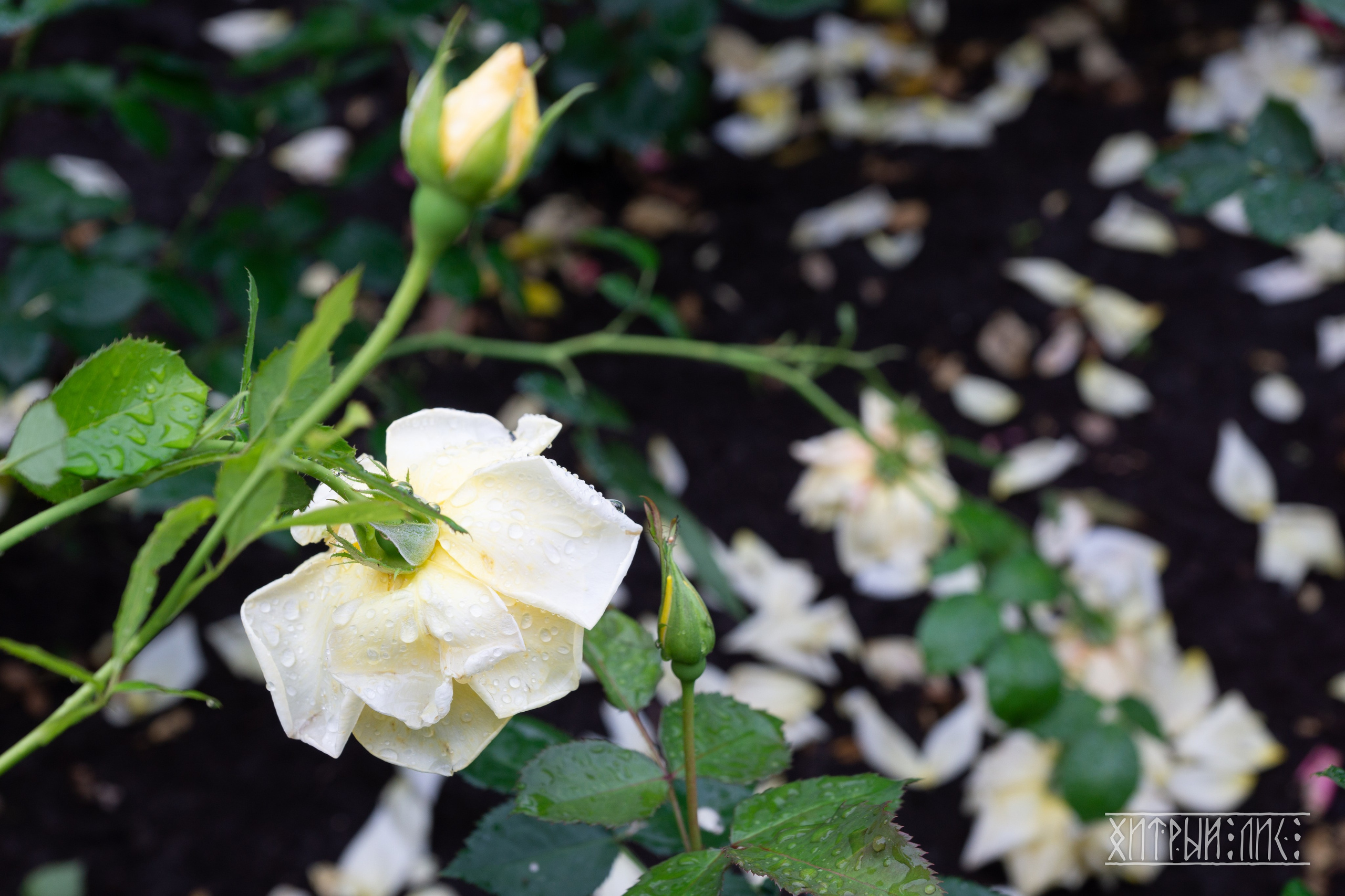 Беларусь. Фотограф-путешественник Самойлов Максим «Sly Fox»