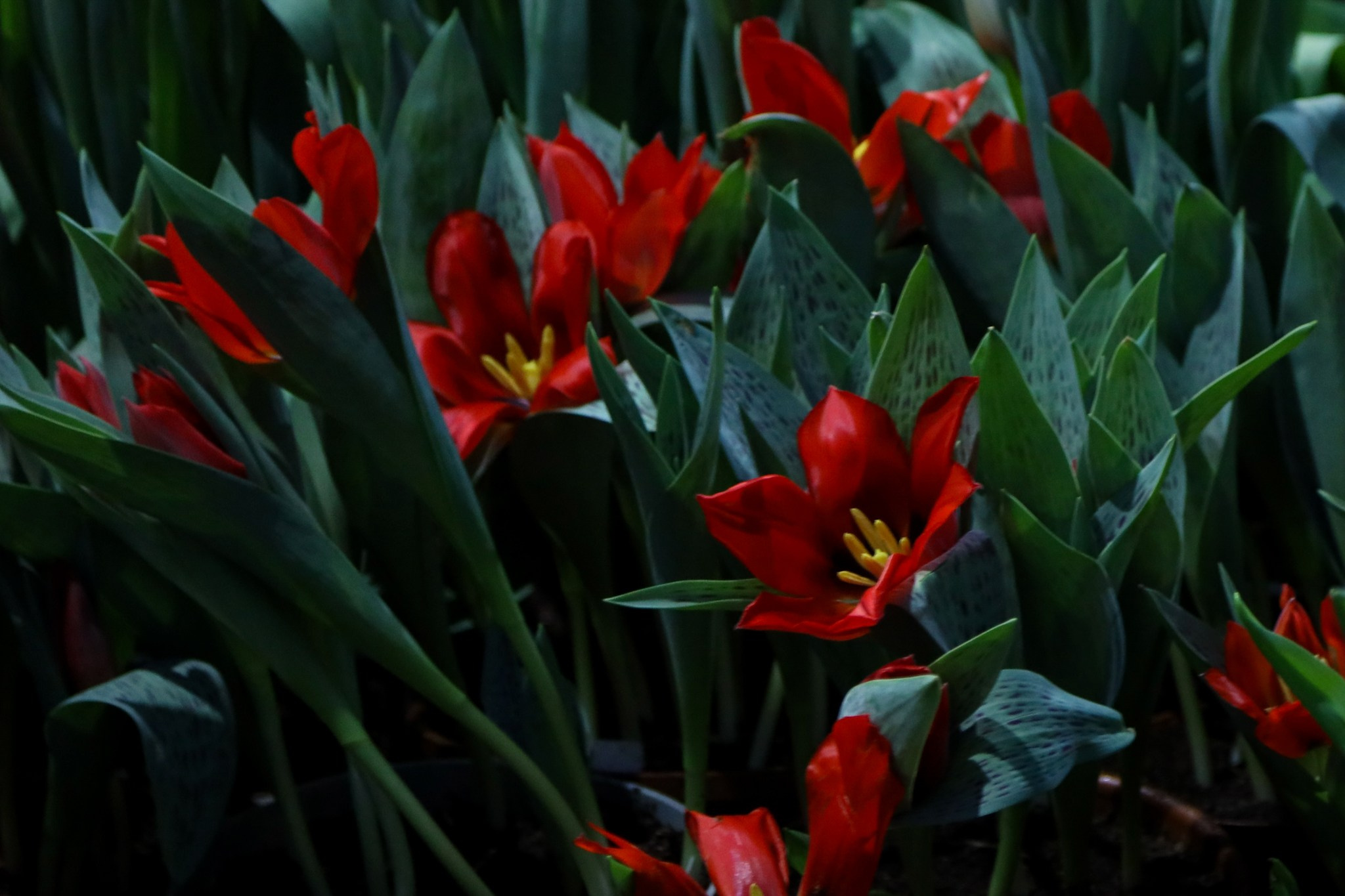 Фотографии с выставки Репетиция весны. Фотосессии и репортаж — Фотограф в Москве — Рина Серёгина