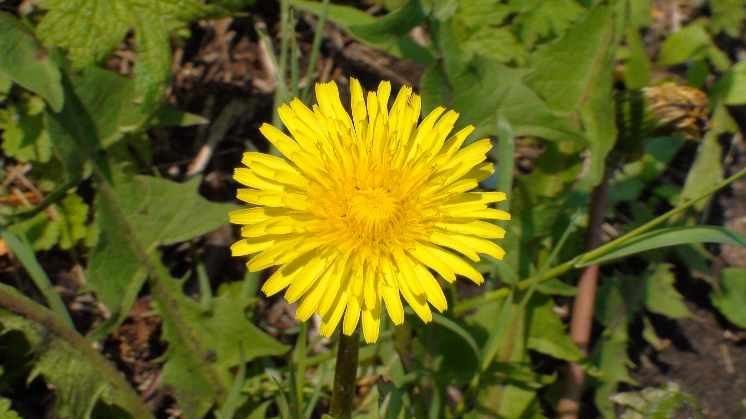 Дача 07.06.2009. Семейный, Свадебный фотограф СПБ Питер— Романова Екатерина