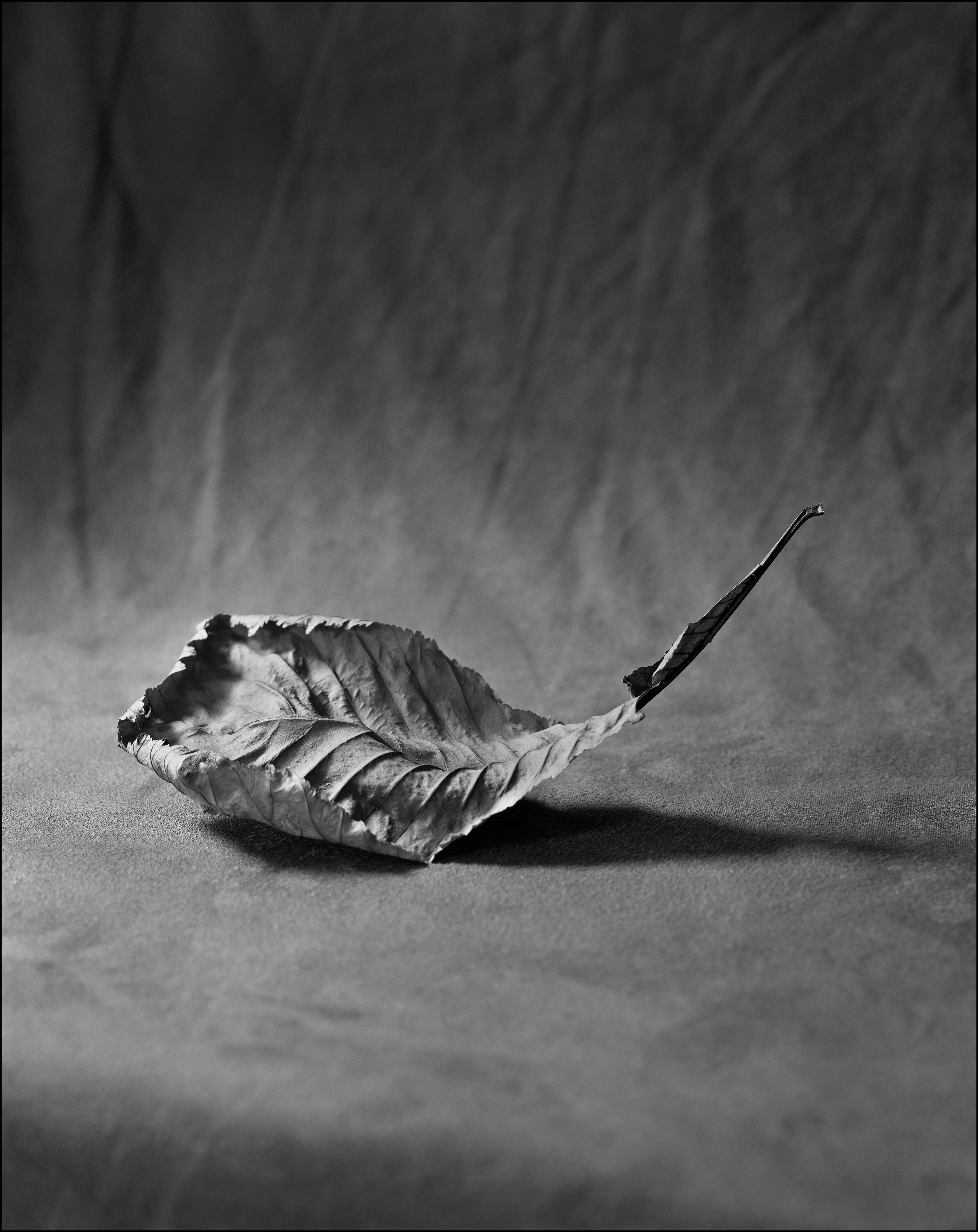 Натюрморт. Кондрюк Сергей фотограф |художник