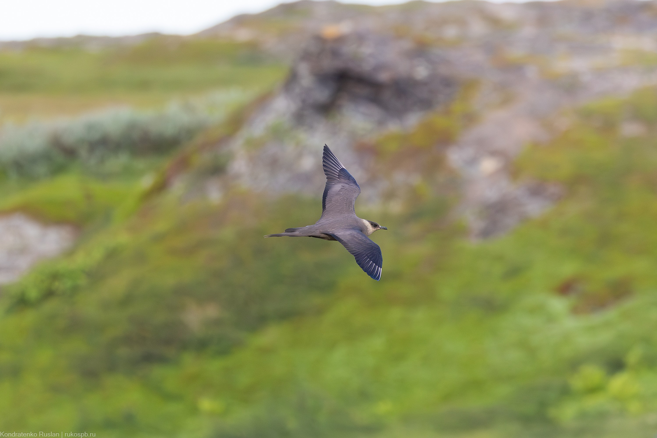 Поморник. Архитектурный и пейзажный фотограф Кондратенко Руслан, Санкт-Петербург