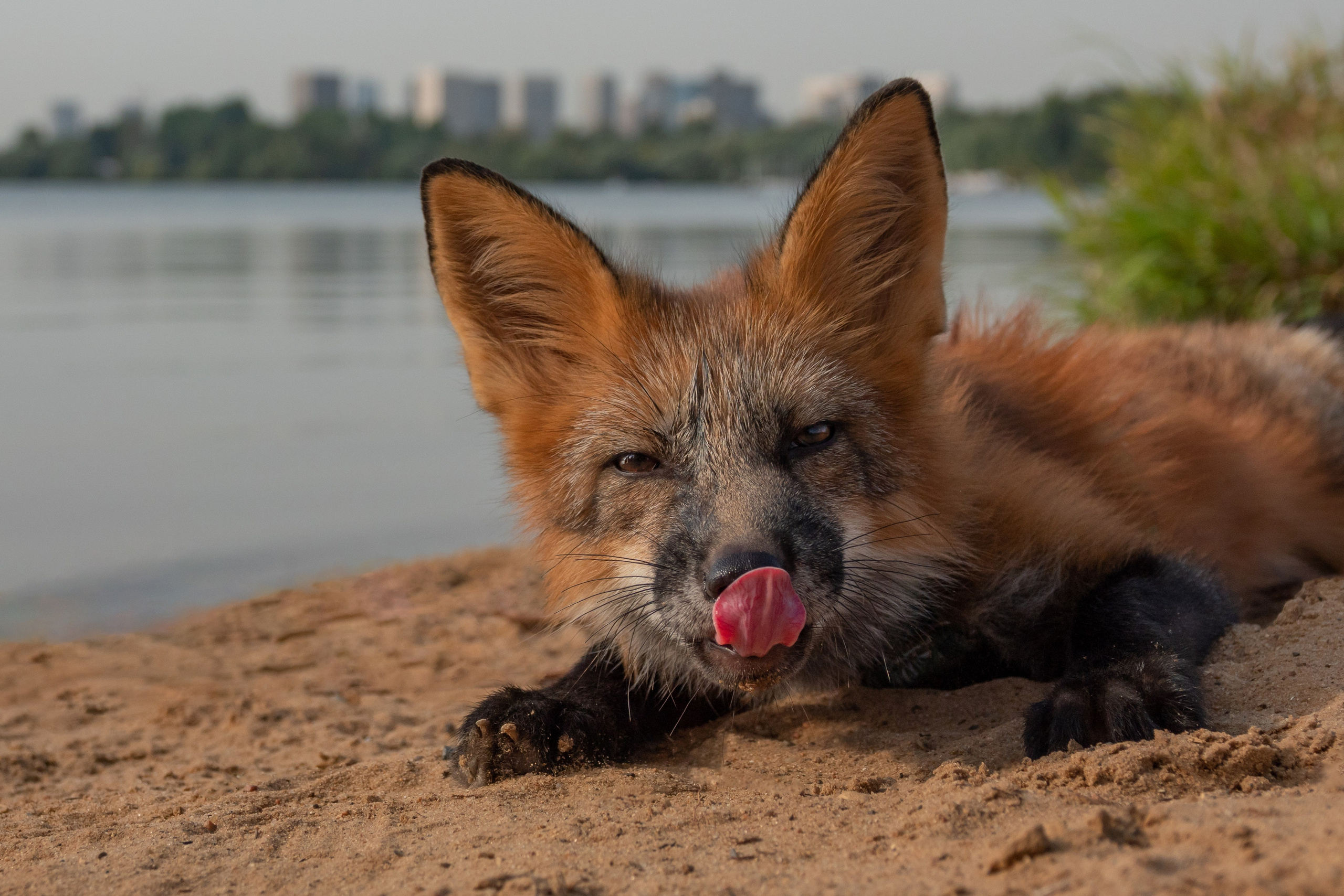 Лис Тодд, прогулка в лесу. Фотограф-анималист в Москве Юлия Лайхо