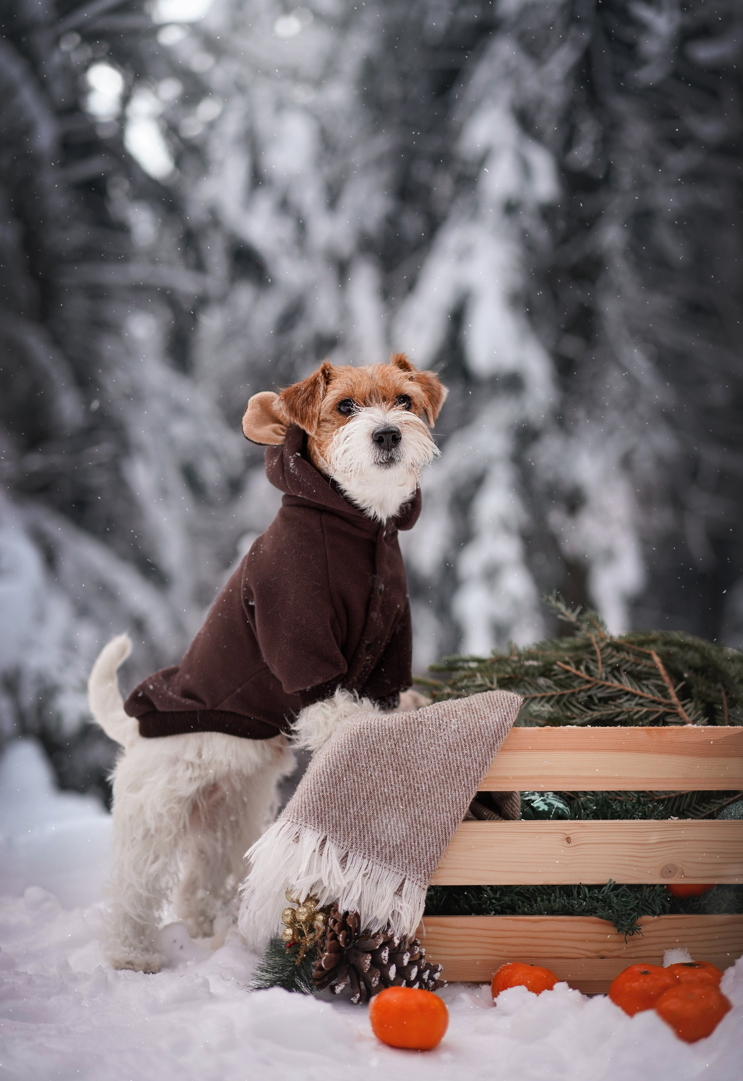Люба и Тося. Фотограф-анималист в Санкт-Петербурге Яна Мартынова