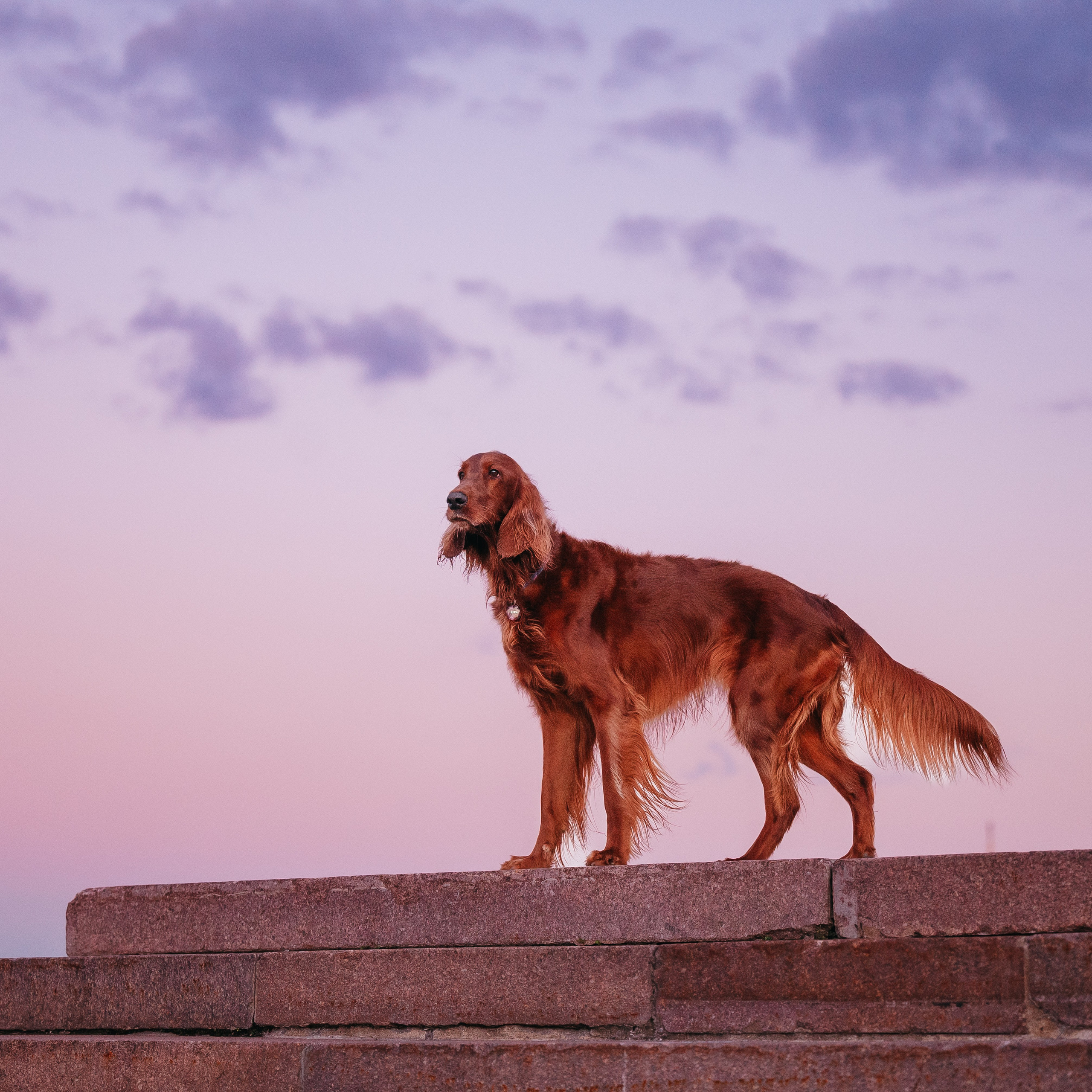 Маша, Лика, Нао и Рафта. Семейный фотограф анималист Ананьева Мария — Москва